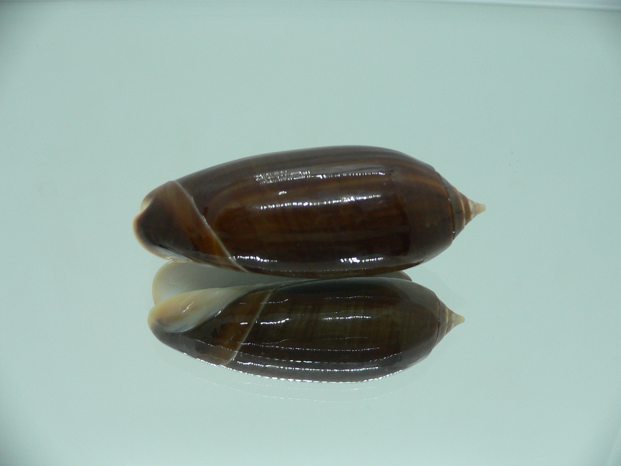 Oliva tigridella oriola (var.) BIG