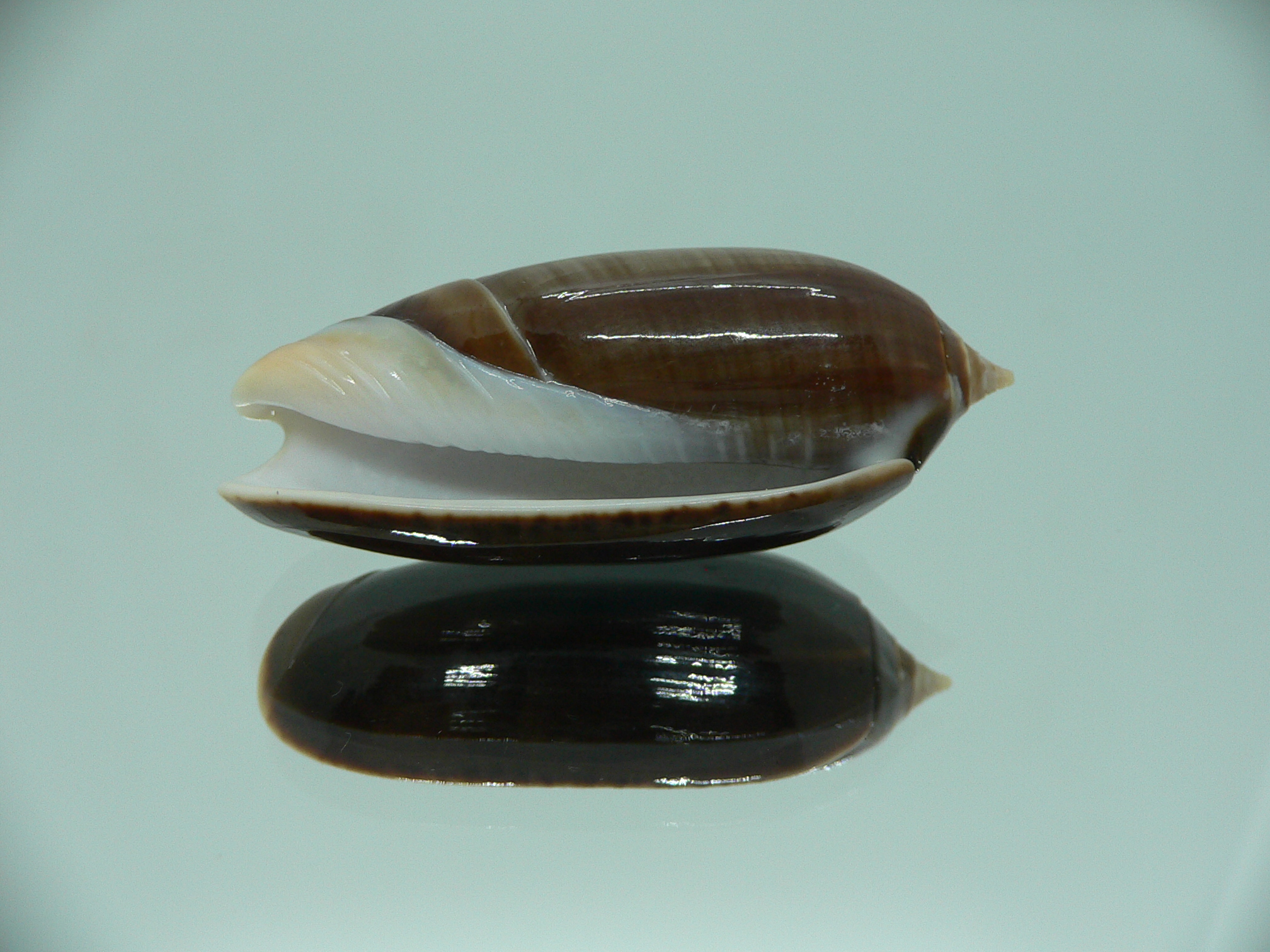 Oliva tigridella oriola (var.) BIG