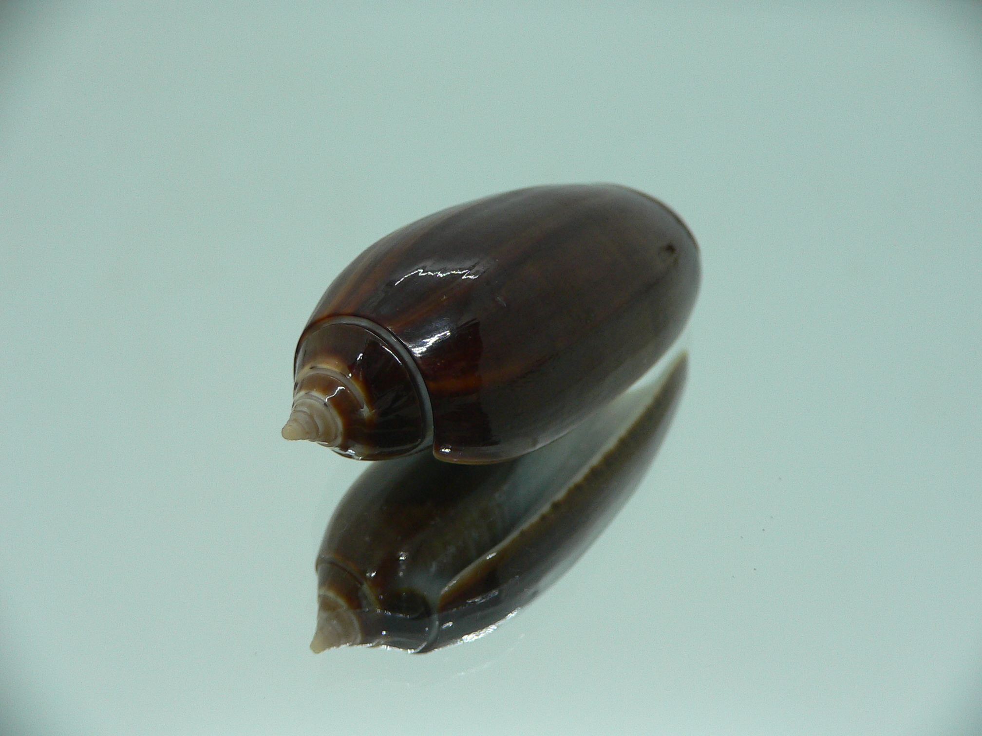 Oliva tigridella oriola (var.) BIG