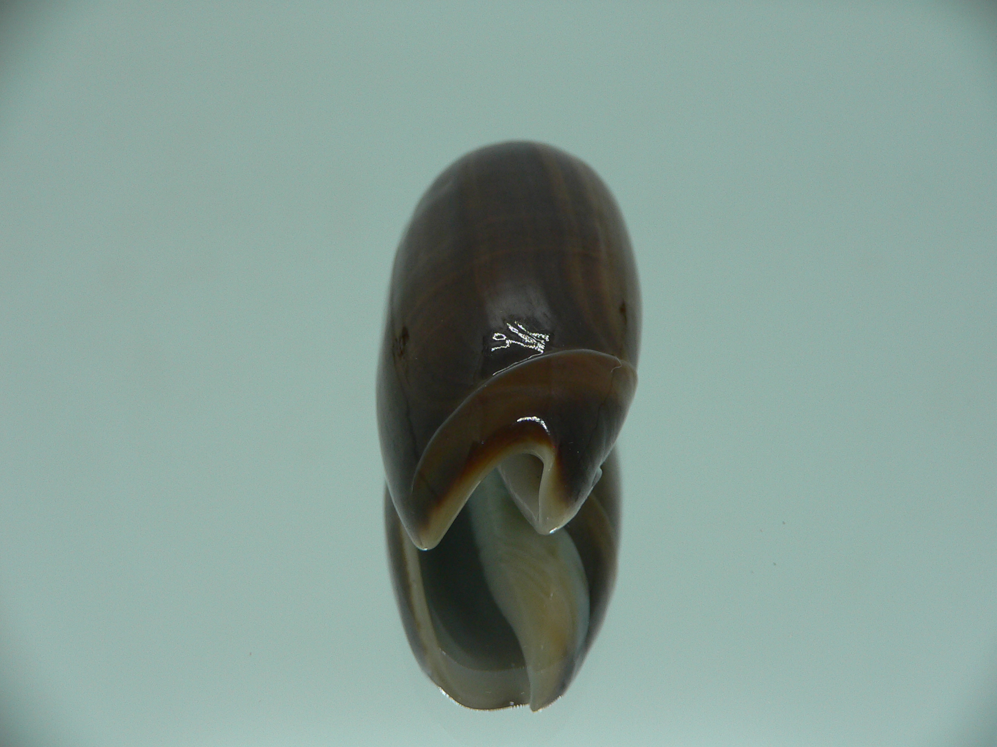 Oliva tigridella oriola (var.) BIG