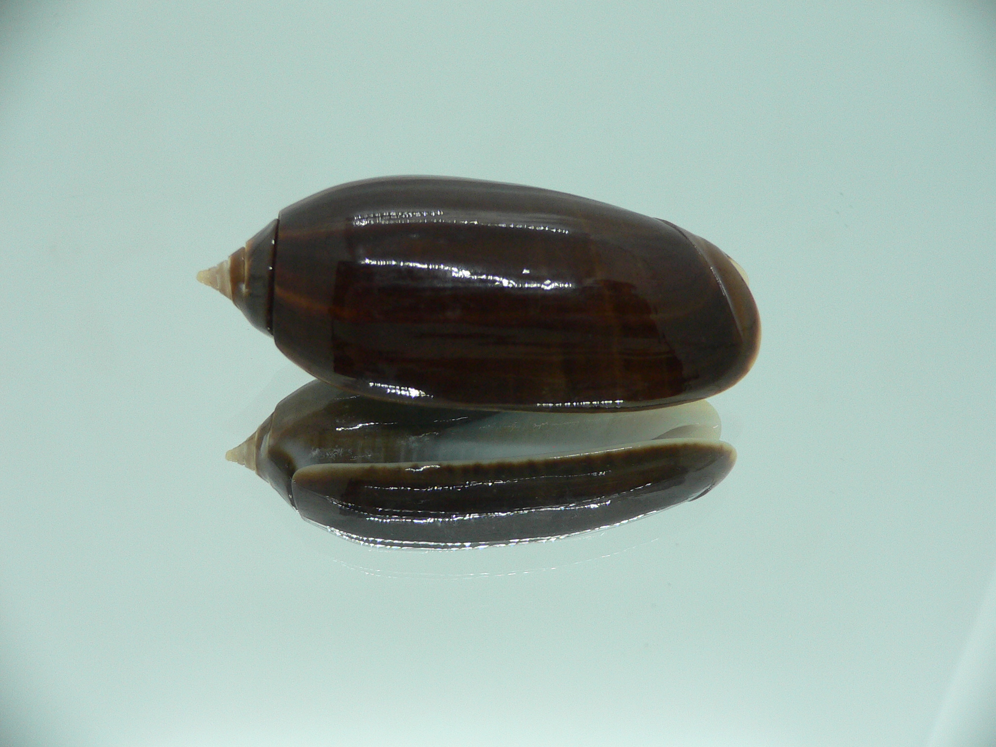 Oliva tigridella oriola (var.) BIG