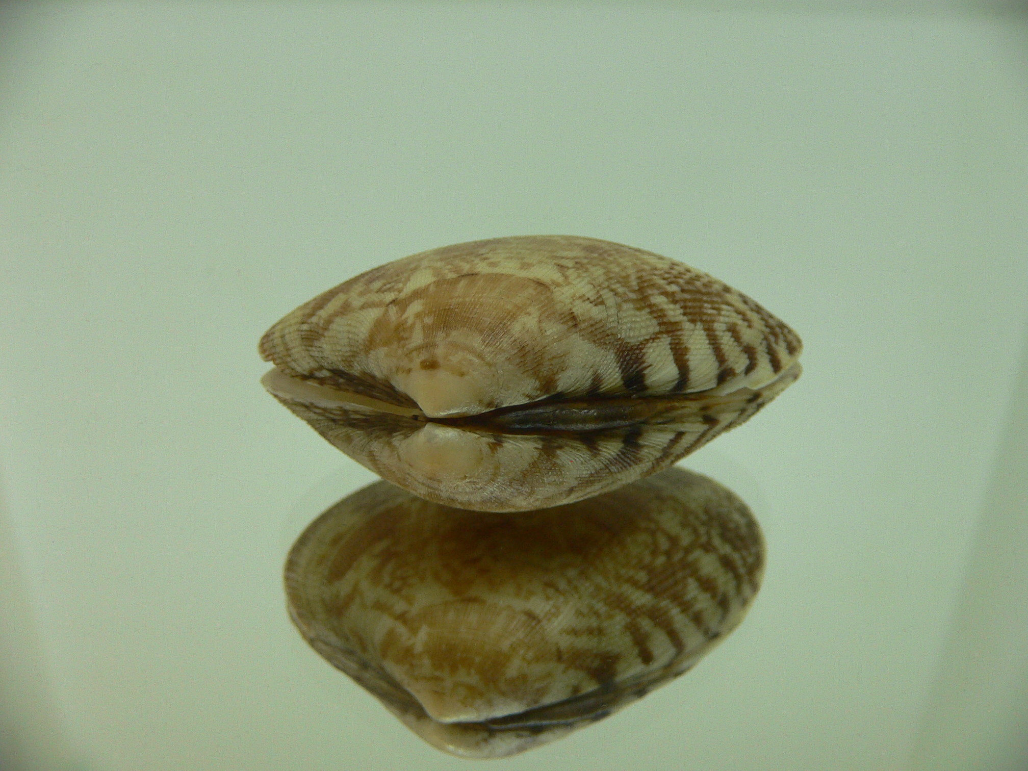 Venerupis aspera MOTLEY