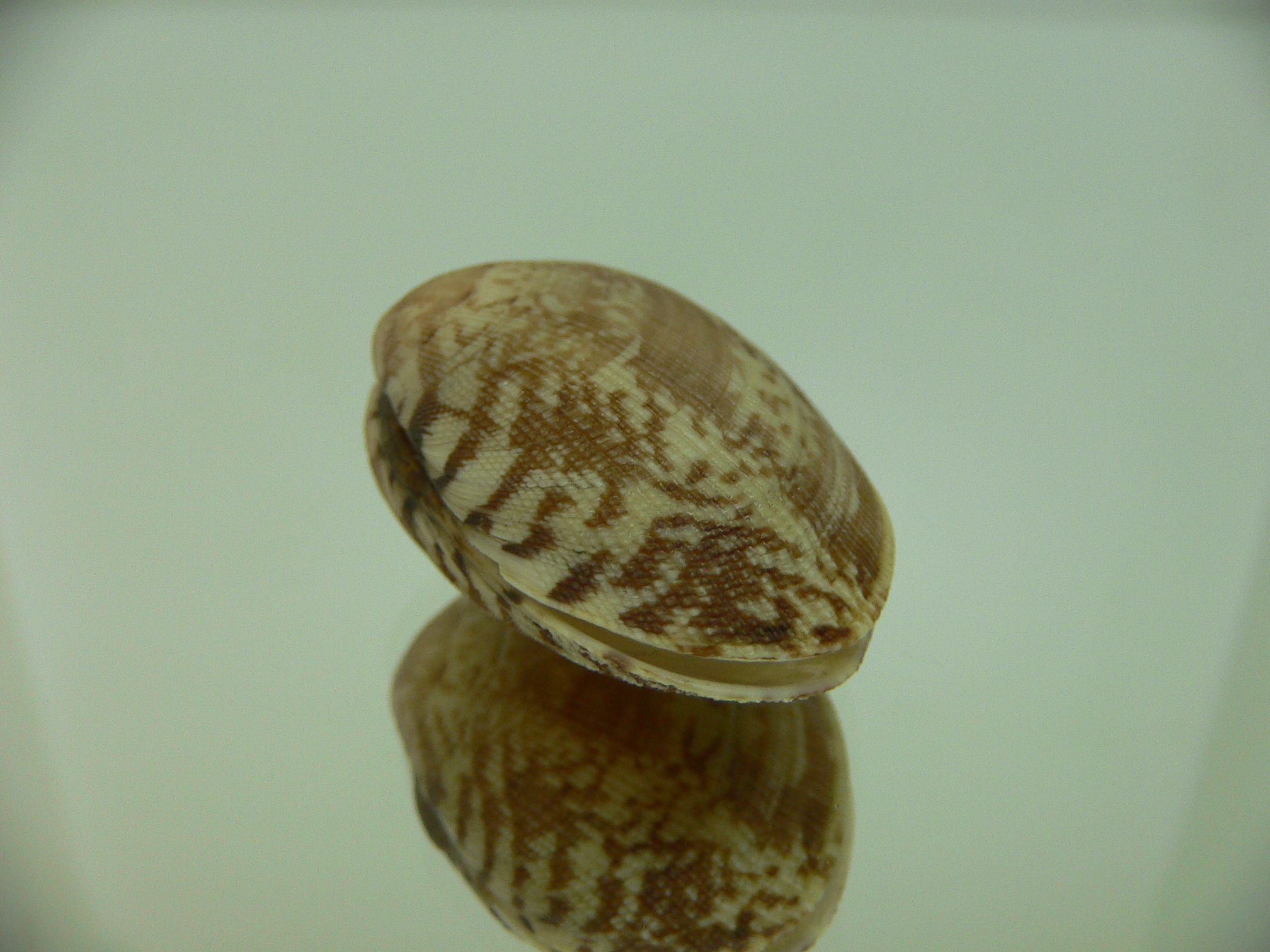 Venerupis aspera MOTLEY