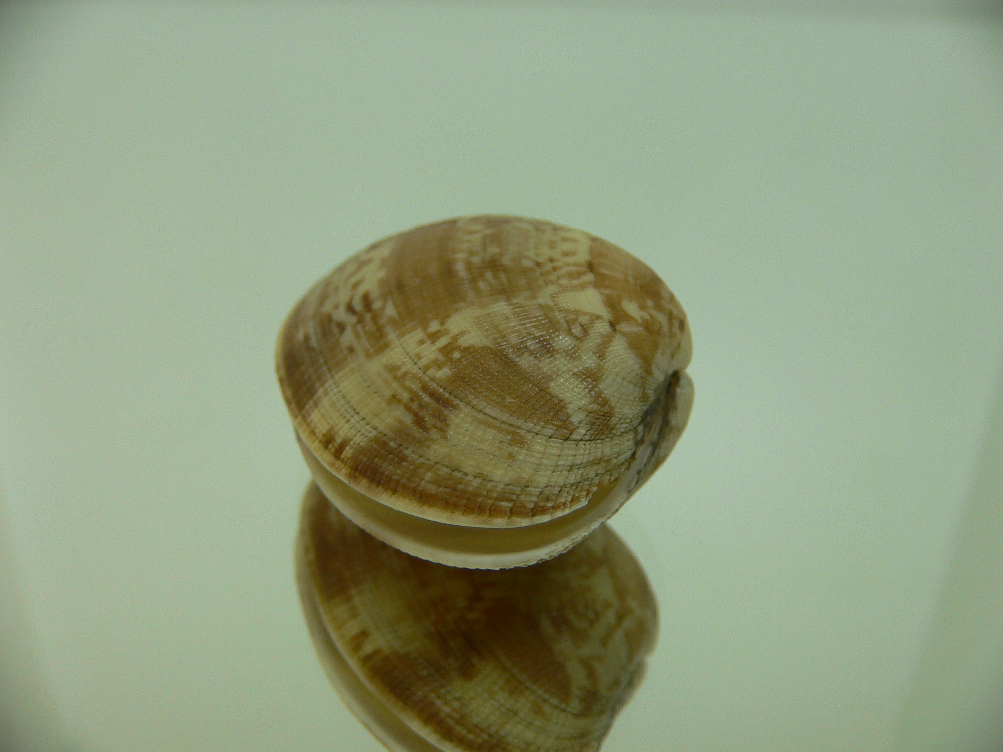 Venerupis aspera MOTLEY
