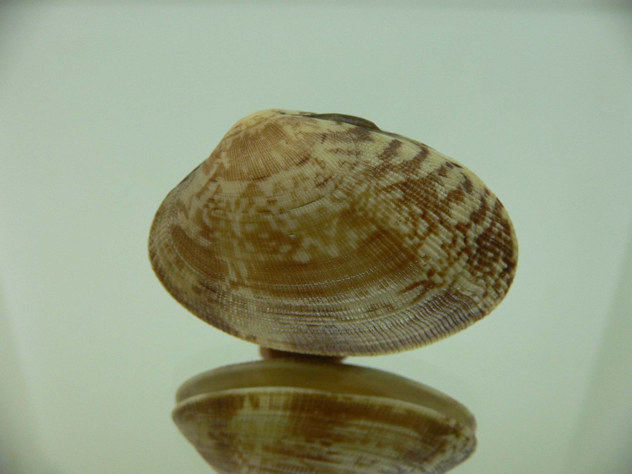 Venerupis aspera MOTLEY