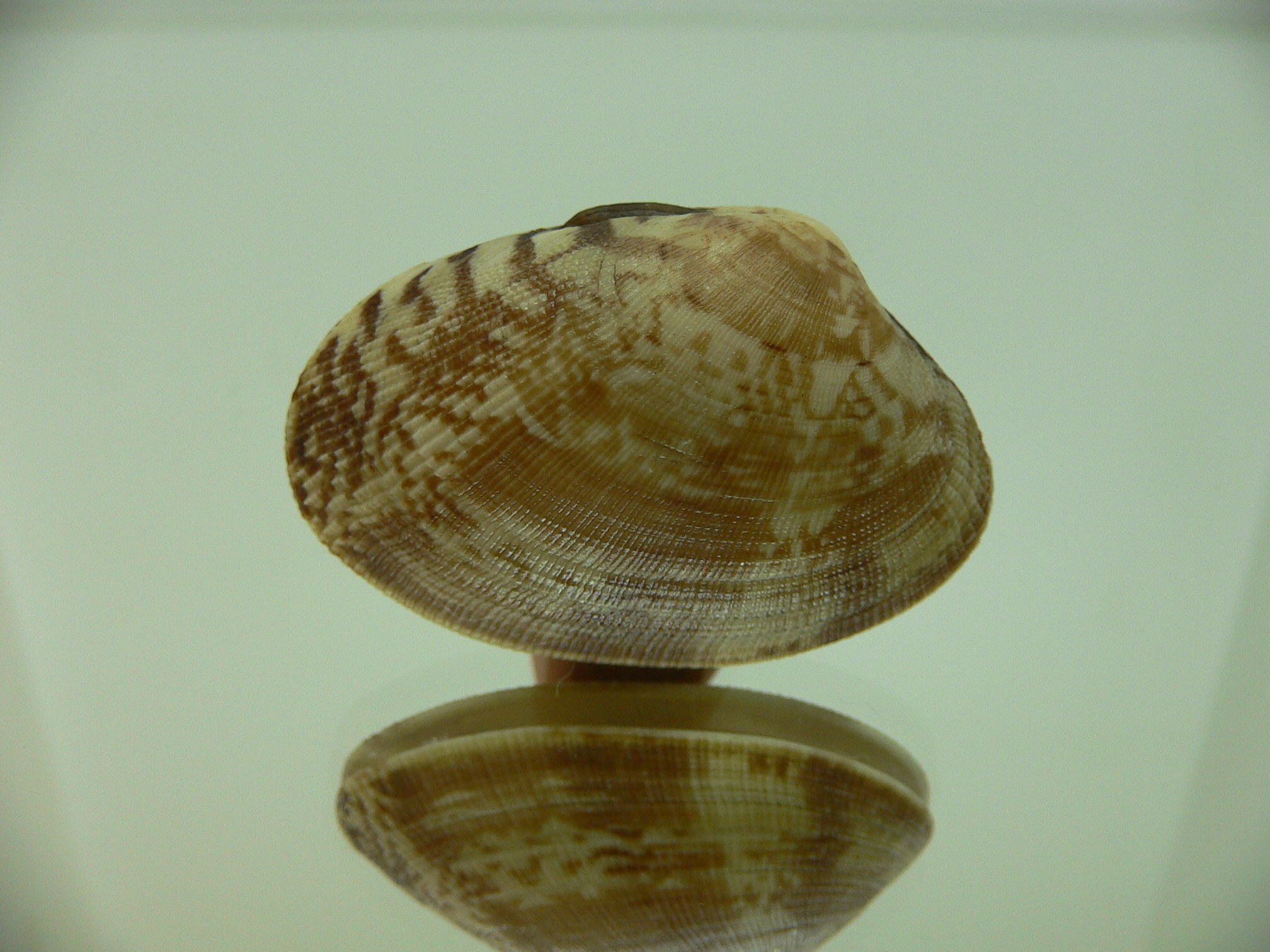 Venerupis aspera MOTLEY