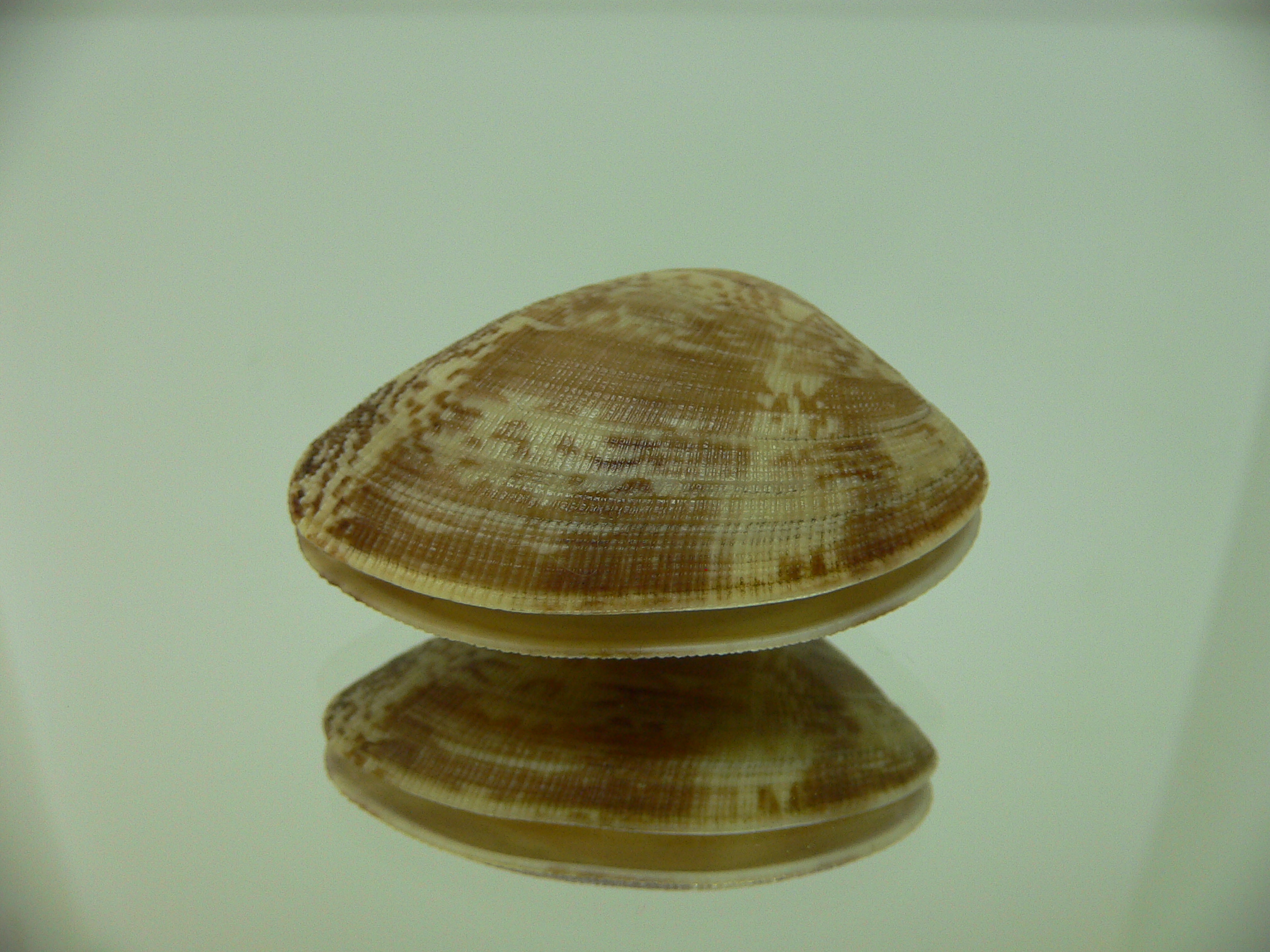 Venerupis aspera MOTLEY