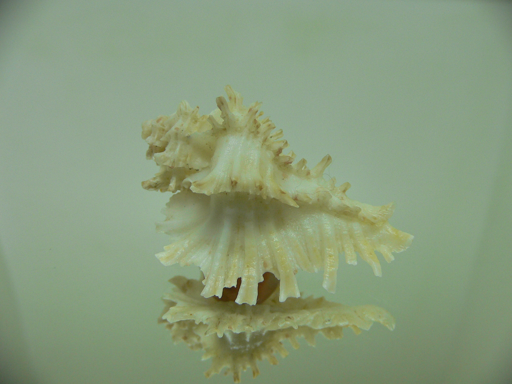 Homalocantha secunda ALBINO