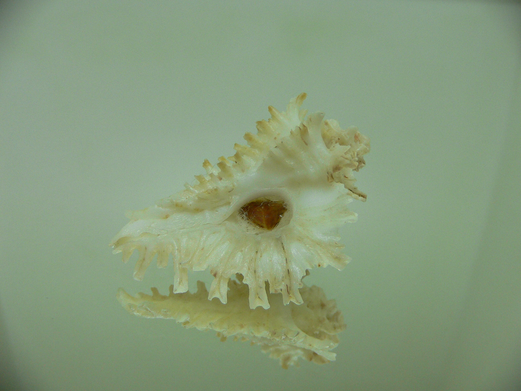 Homalocantha secunda ALBINO