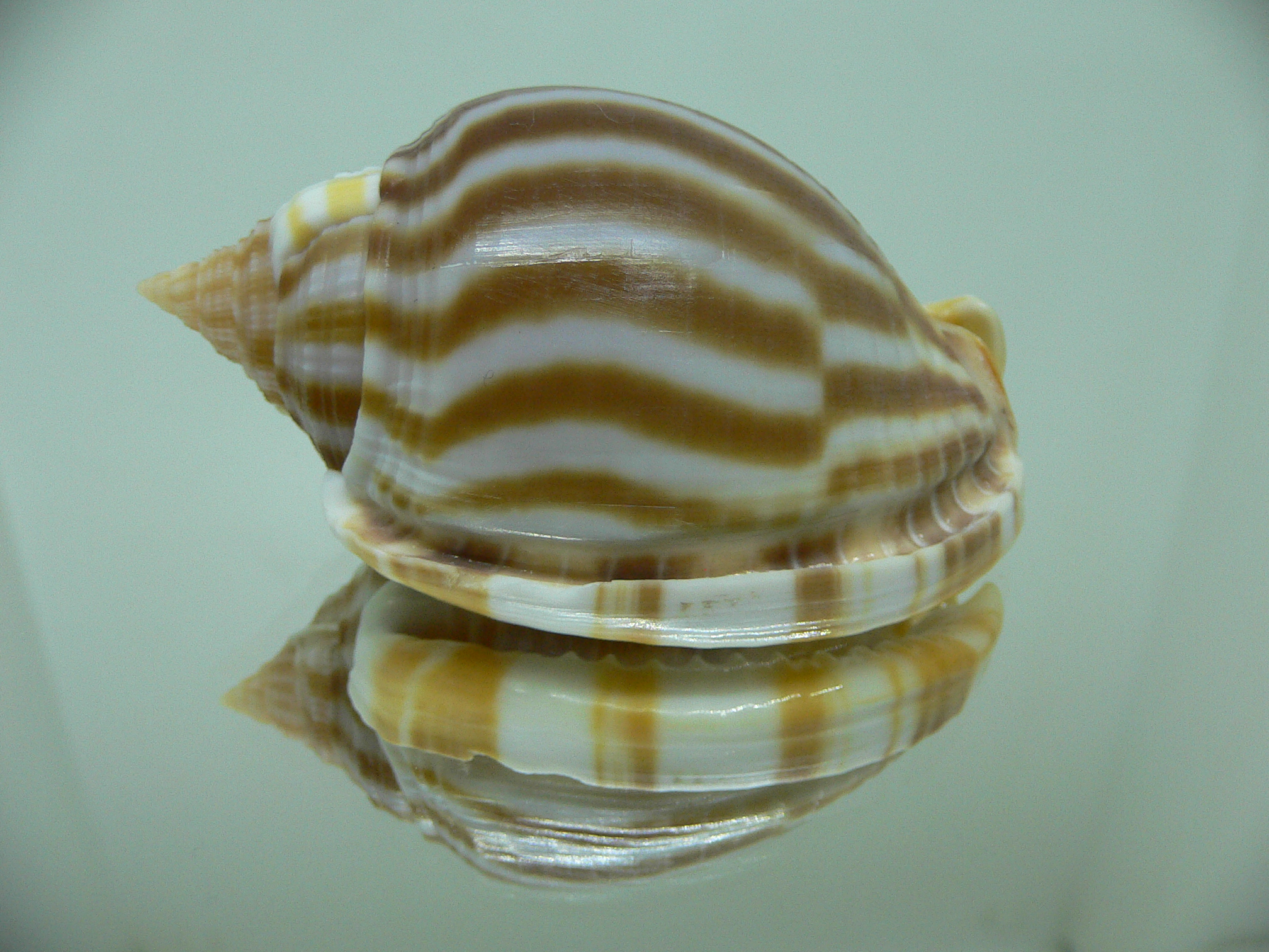 Phalium flammiferum THICK LIP