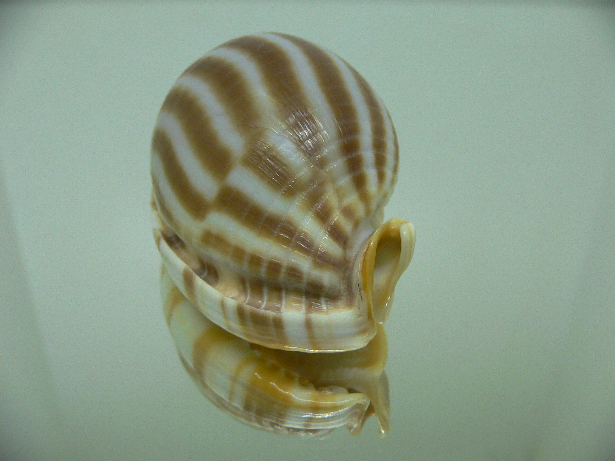 Phalium flammiferum THICK LIP