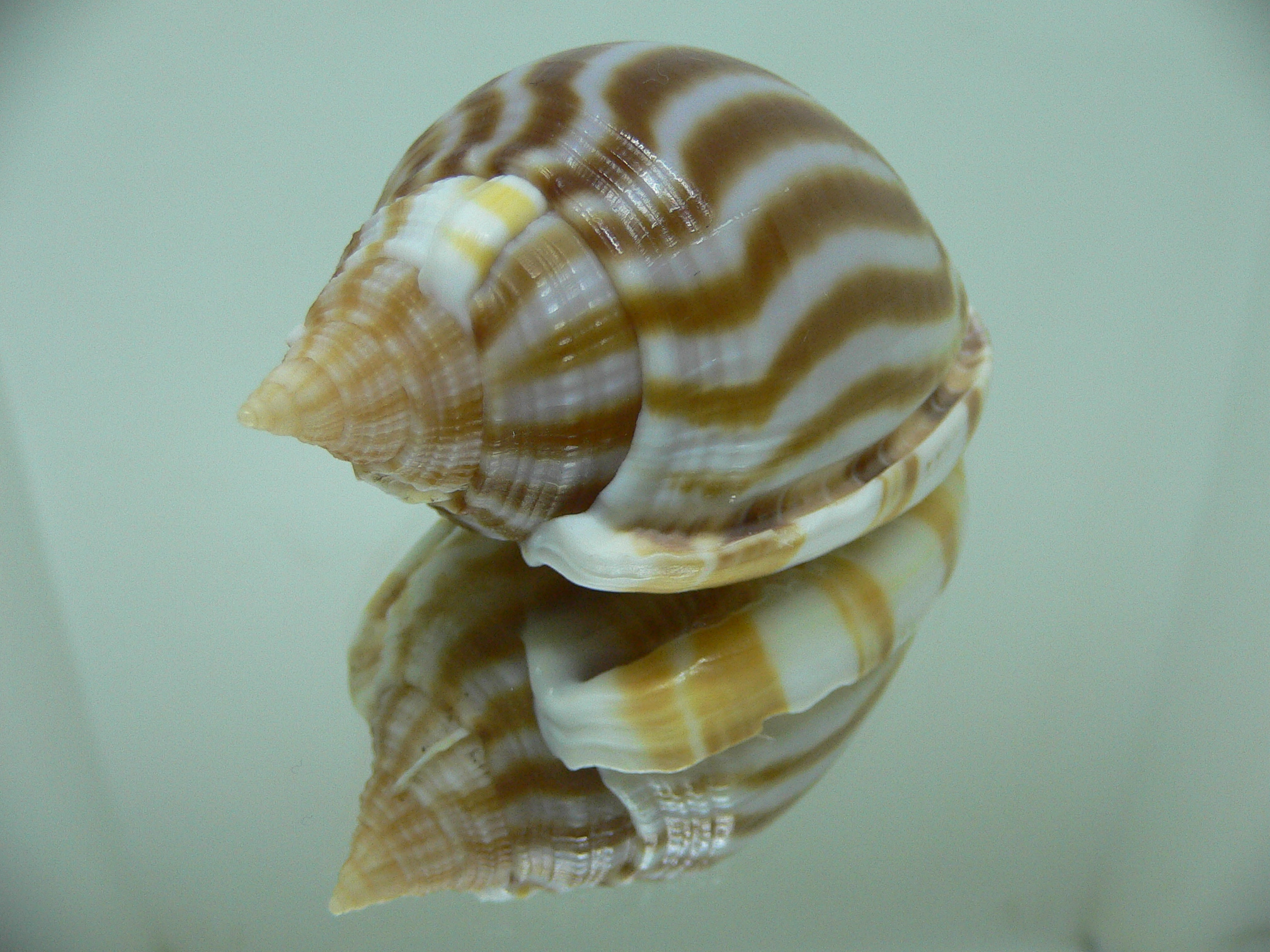 Phalium flammiferum THICK LIP