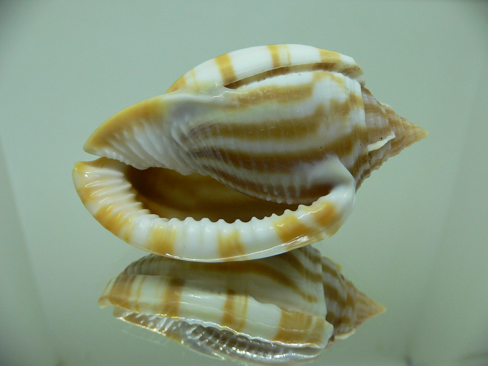 Phalium flammiferum THICK LIP