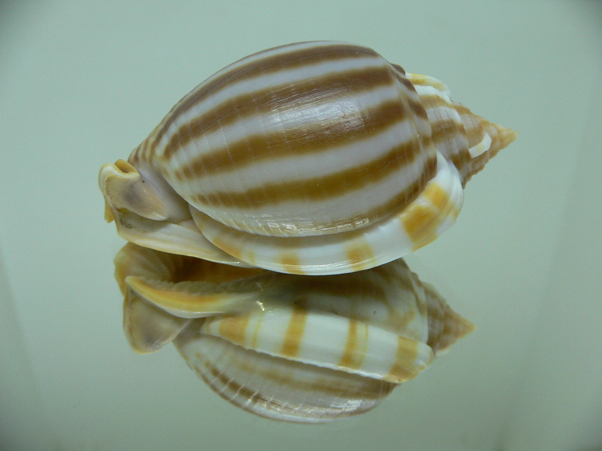 Phalium flammiferum THICK LIP