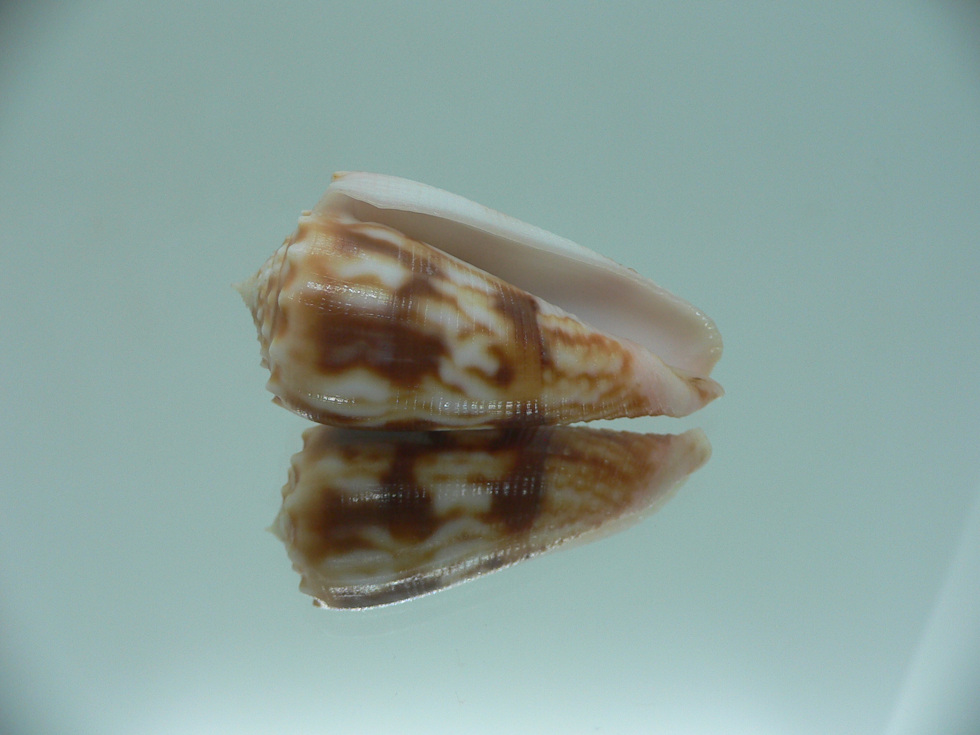 Conus moluccensis IDEAL