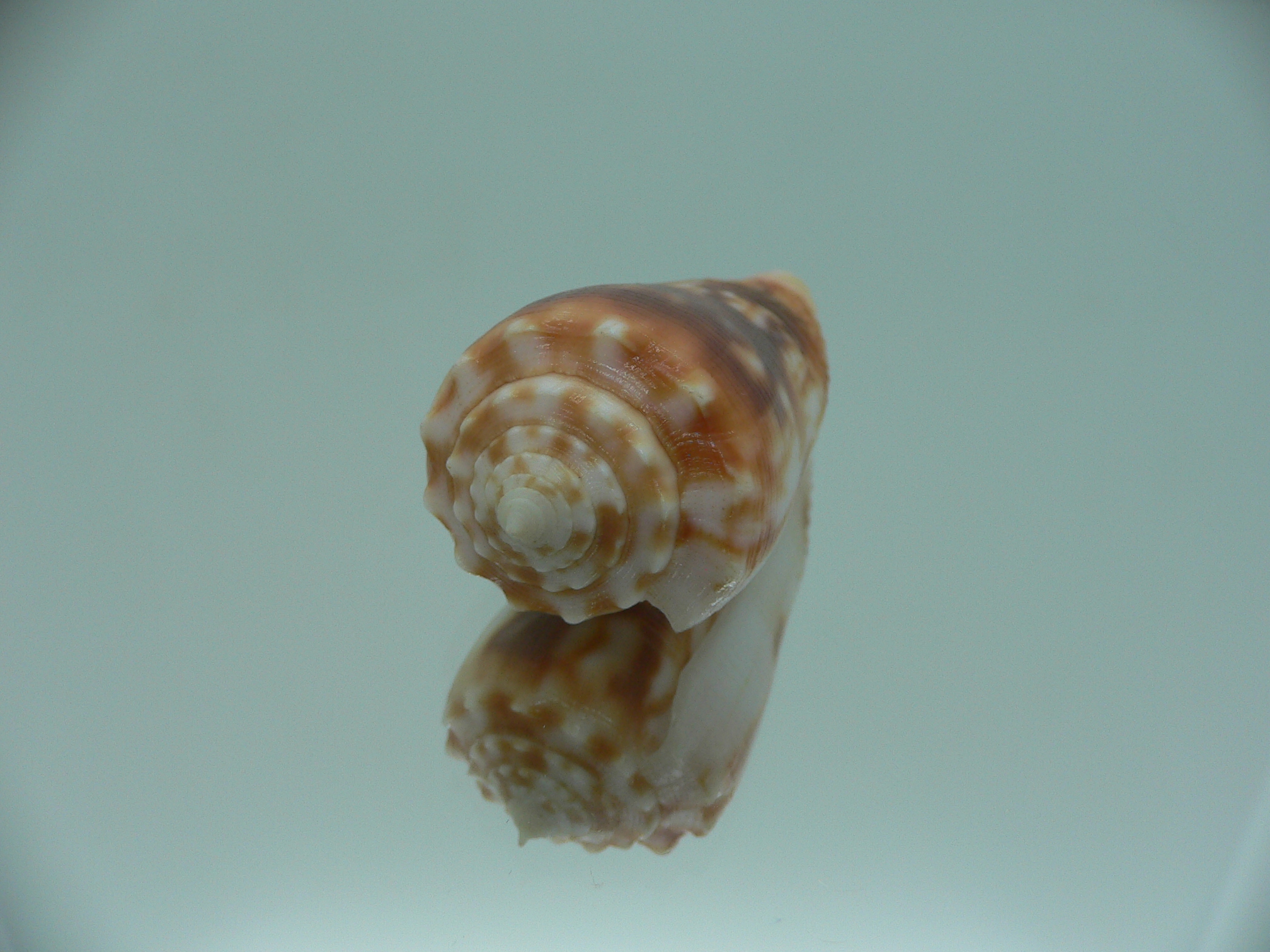 Conus moluccensis IDEAL