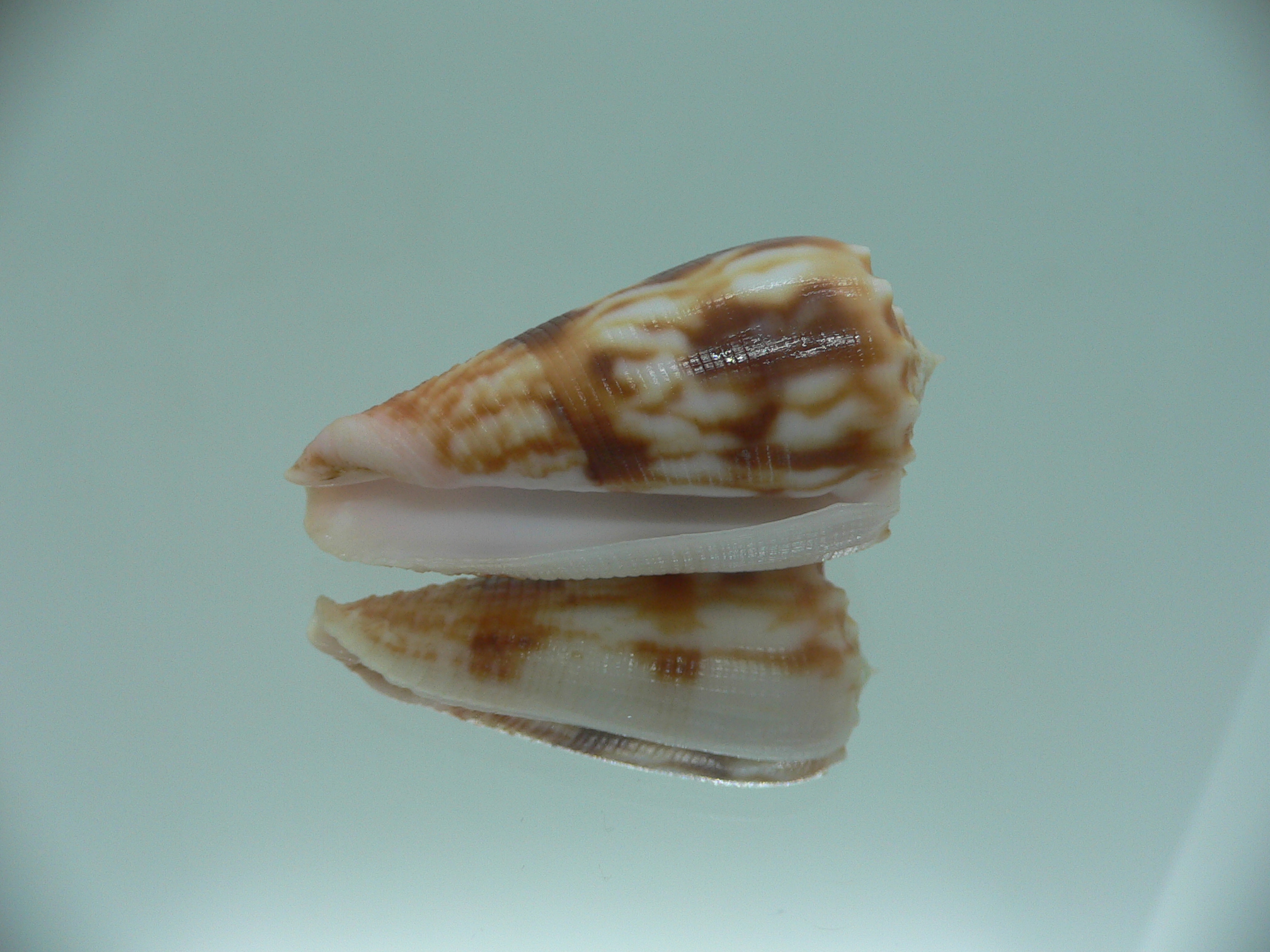Conus moluccensis IDEAL