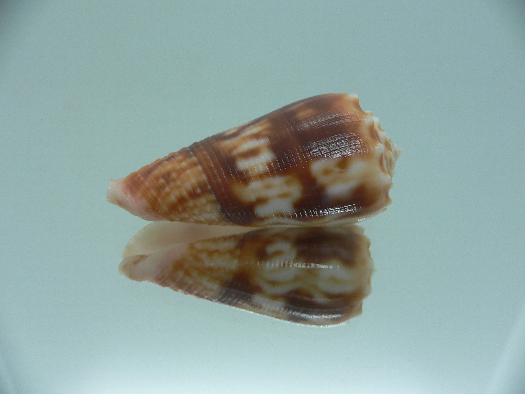 Conus moluccensis IDEAL