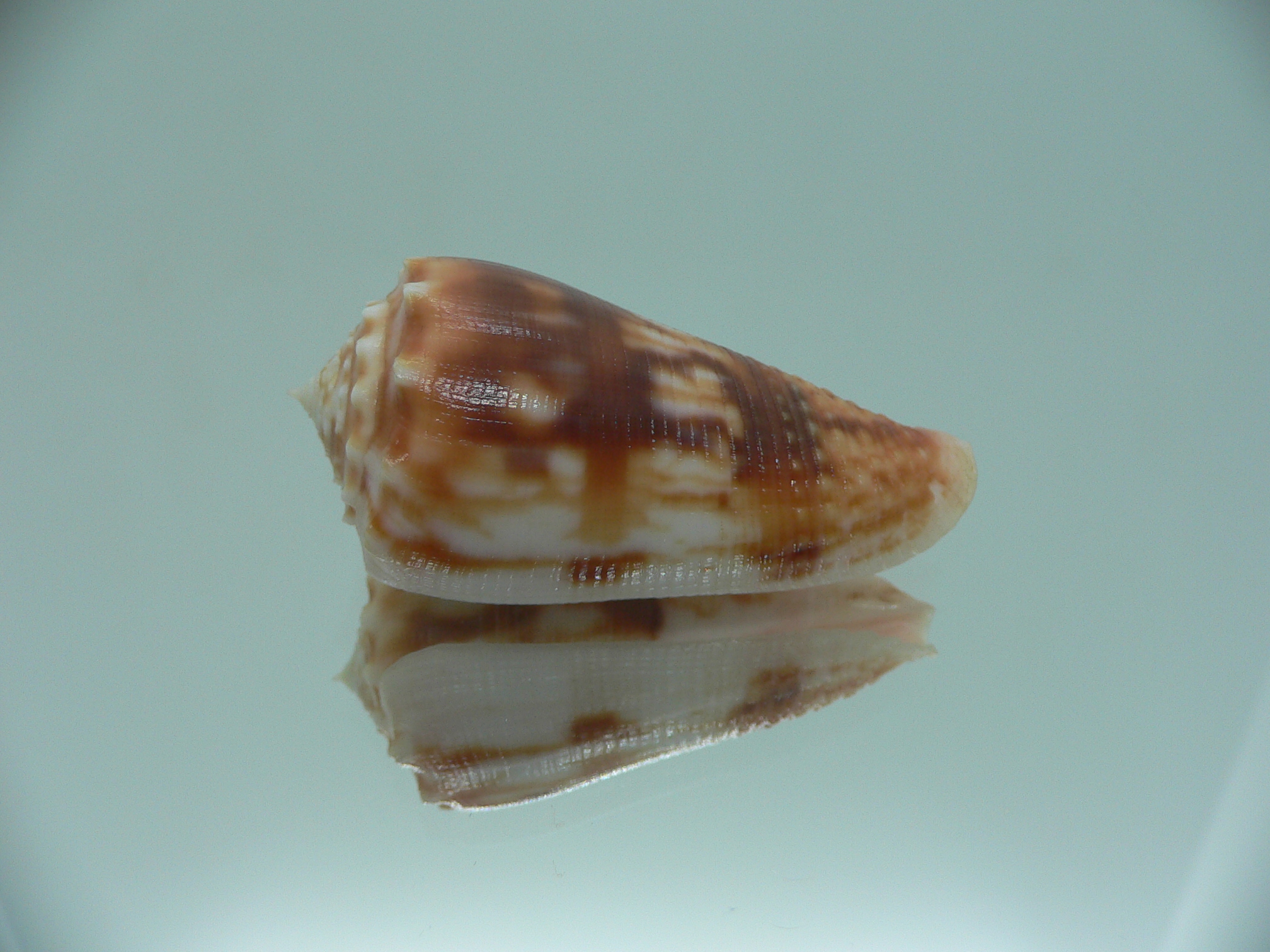 Conus moluccensis IDEAL