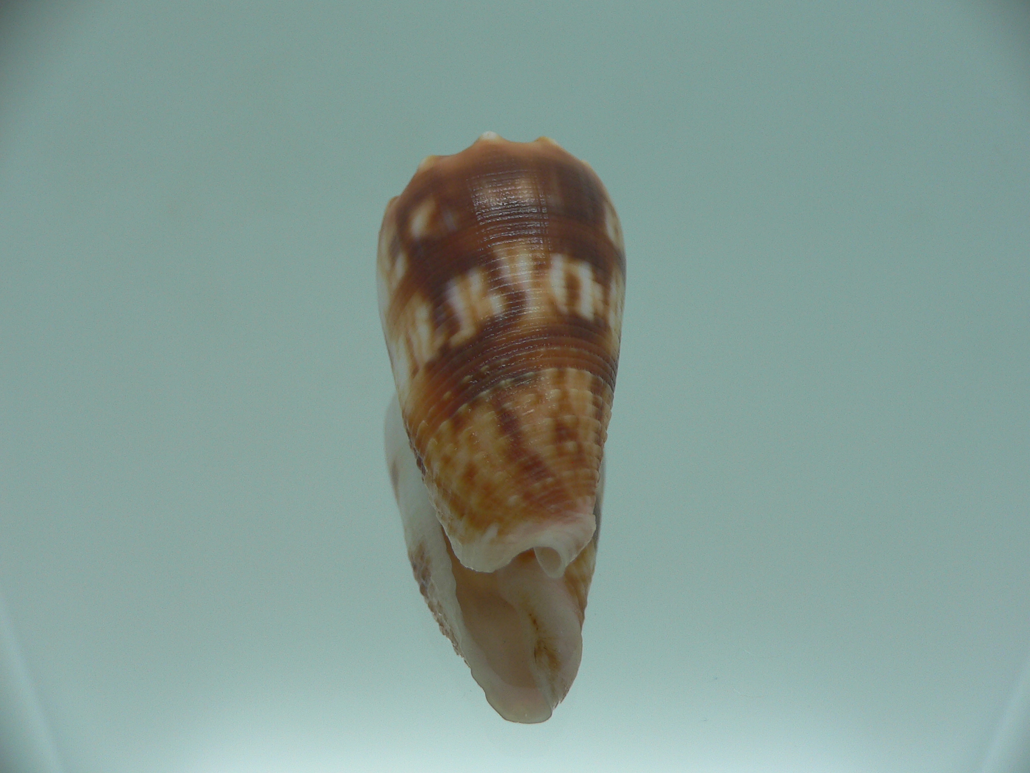 Conus moluccensis IDEAL