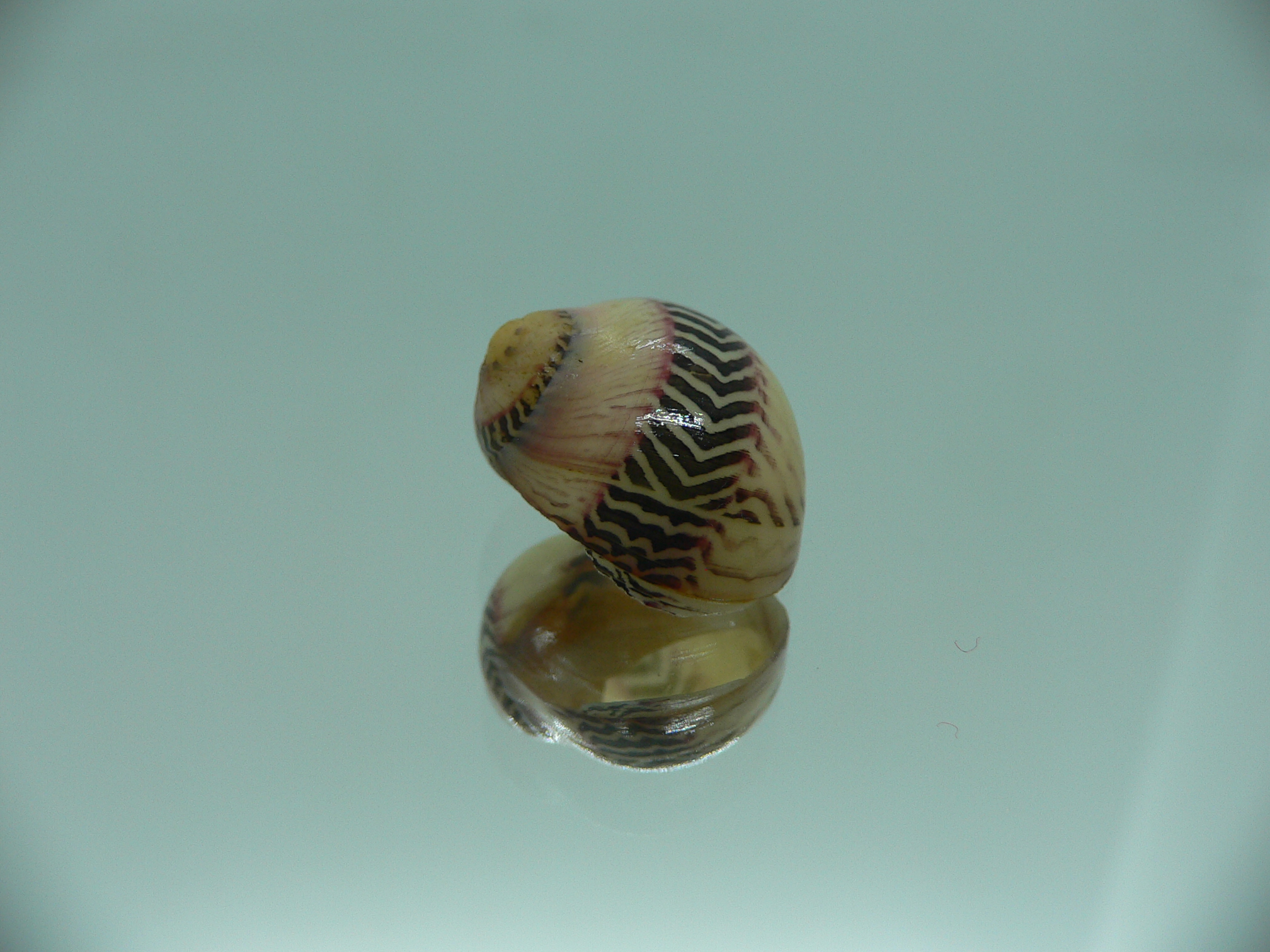 Neritina waigiensis LIGHT