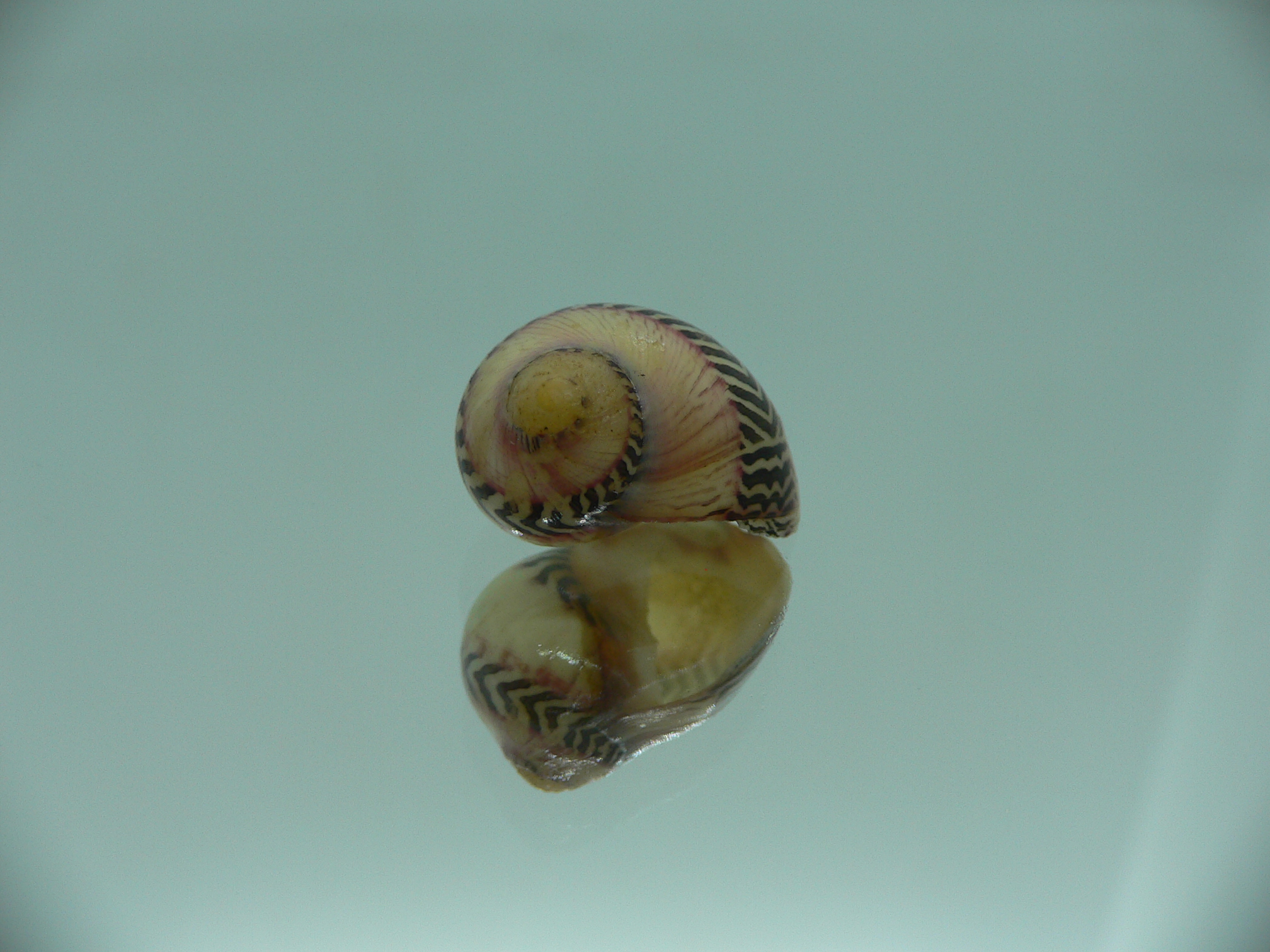 Neritina waigiensis LIGHT