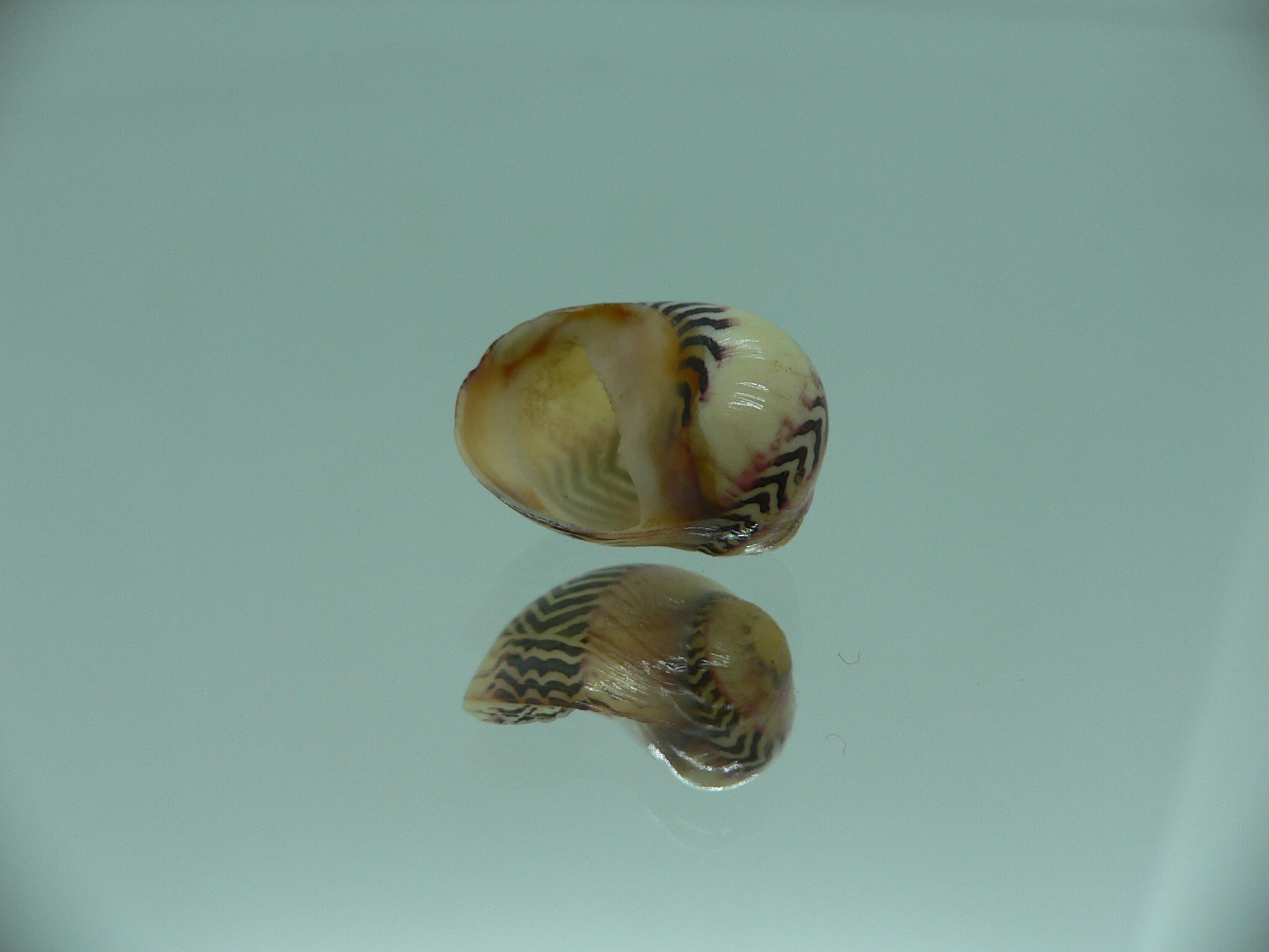 Neritina waigiensis LIGHT