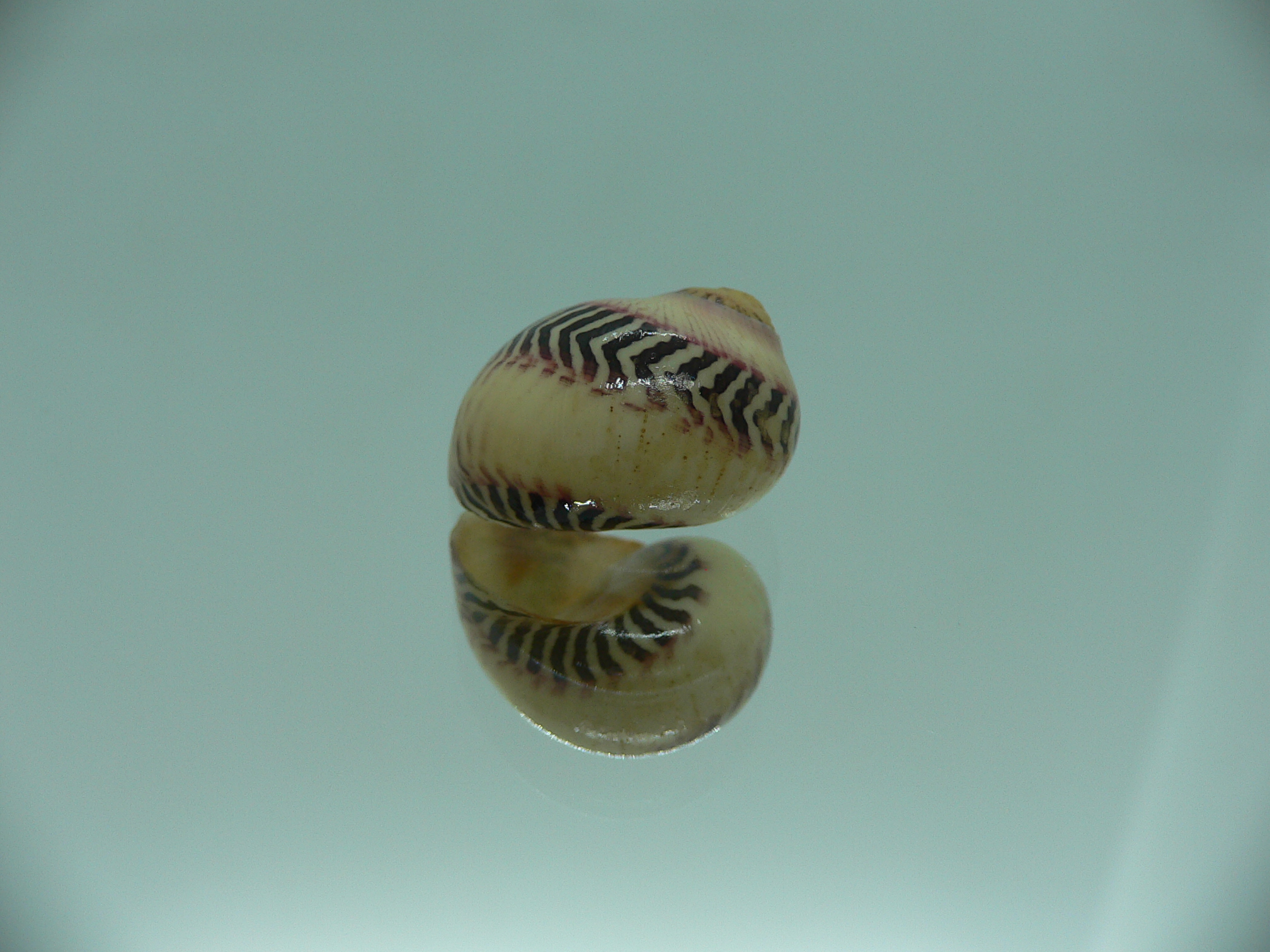 Neritina waigiensis LIGHT