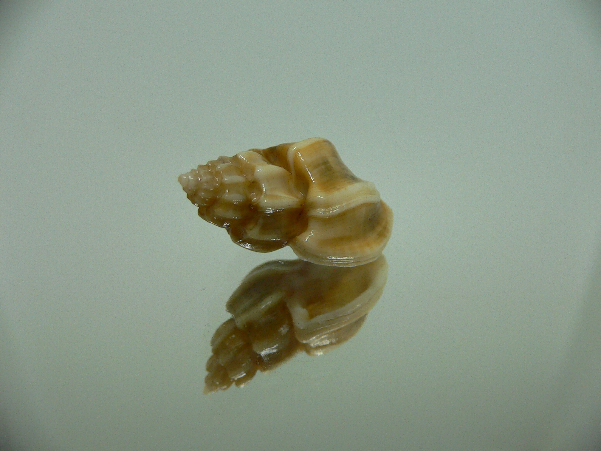 Trigonostoma bocageana SUPER & BIG