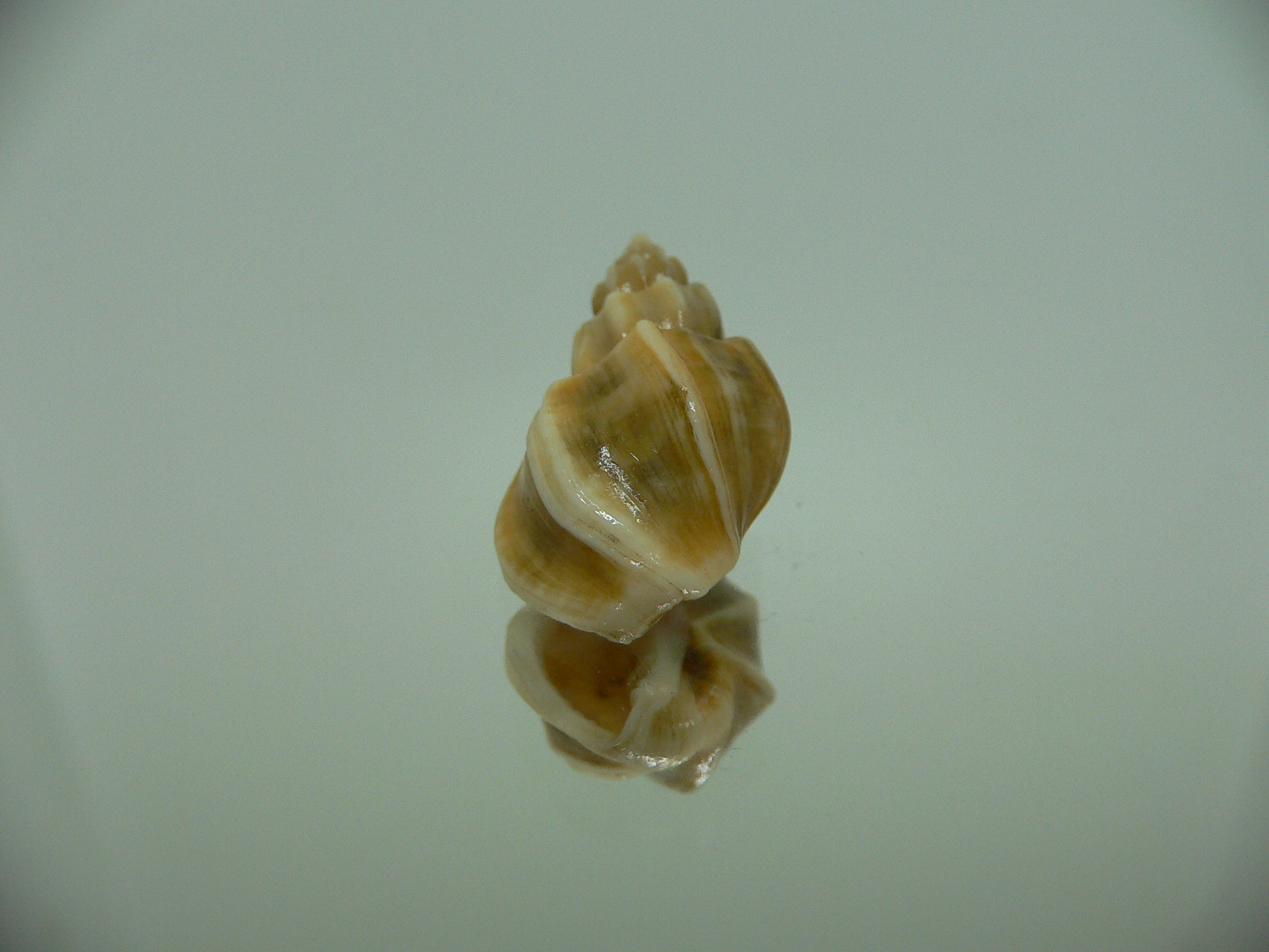 Trigonostoma bocageana SUPER & BIG