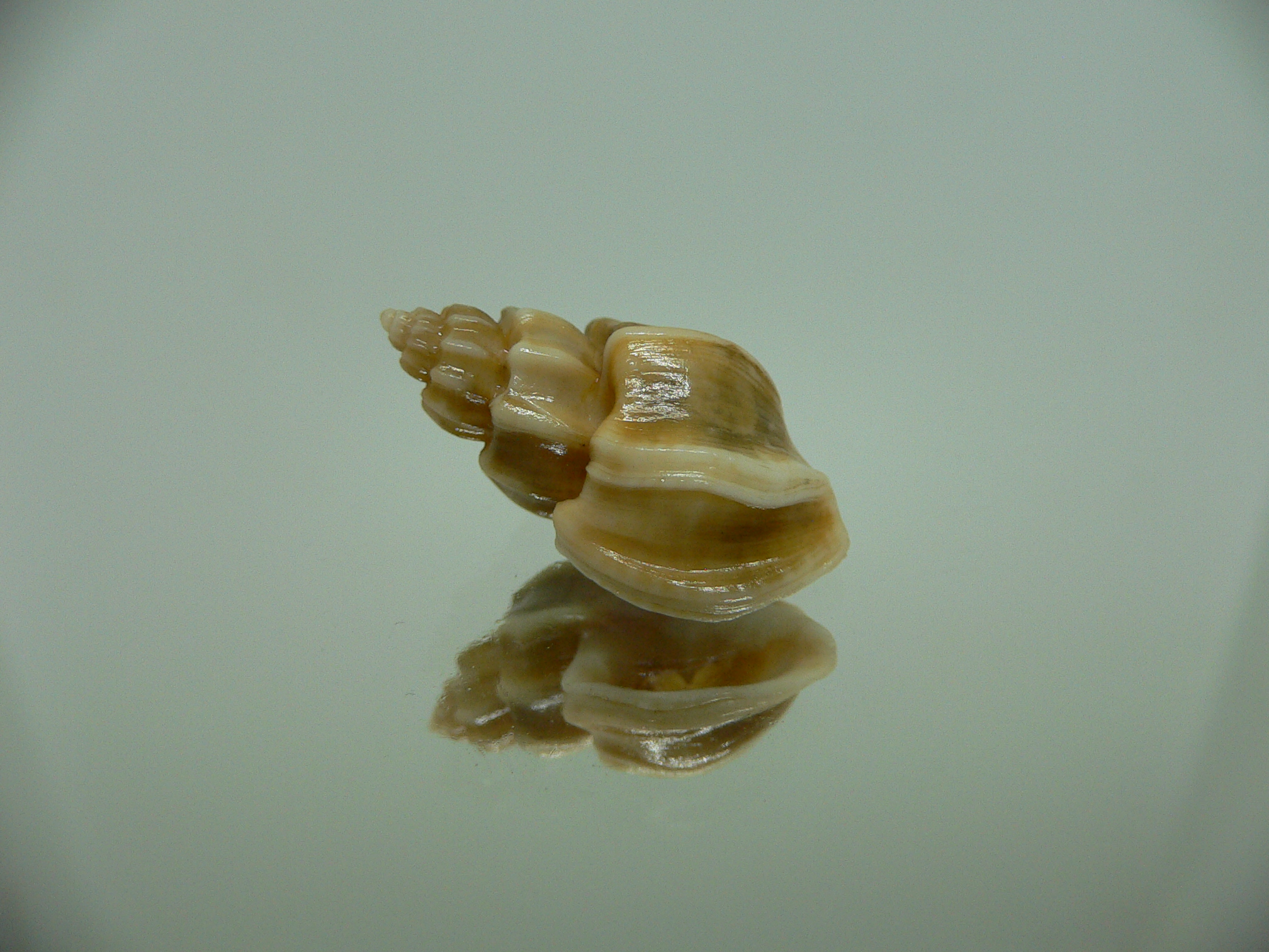 Trigonostoma bocageana SUPER & BIG
