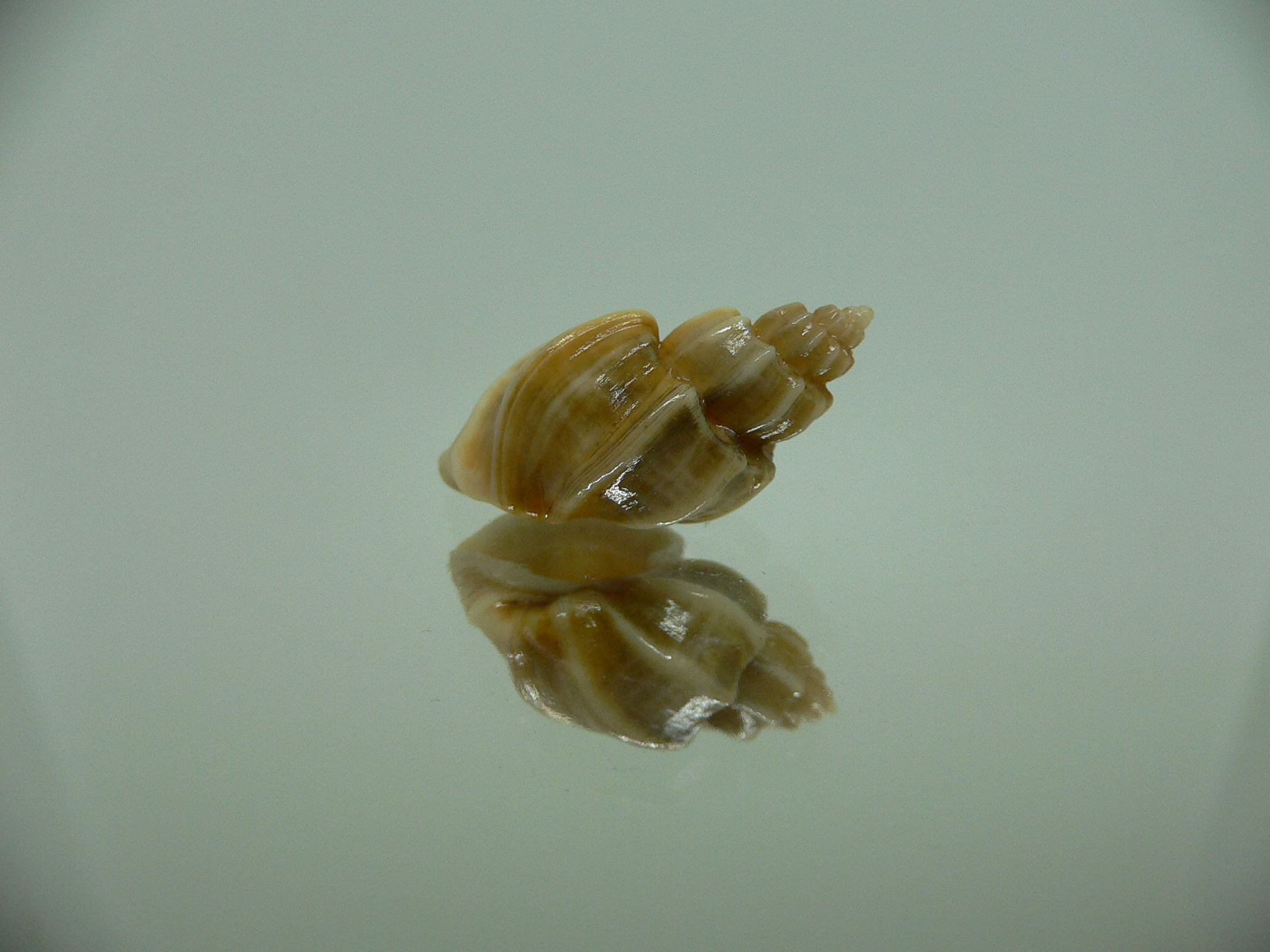 Trigonostoma bocageana SUPER & BIG