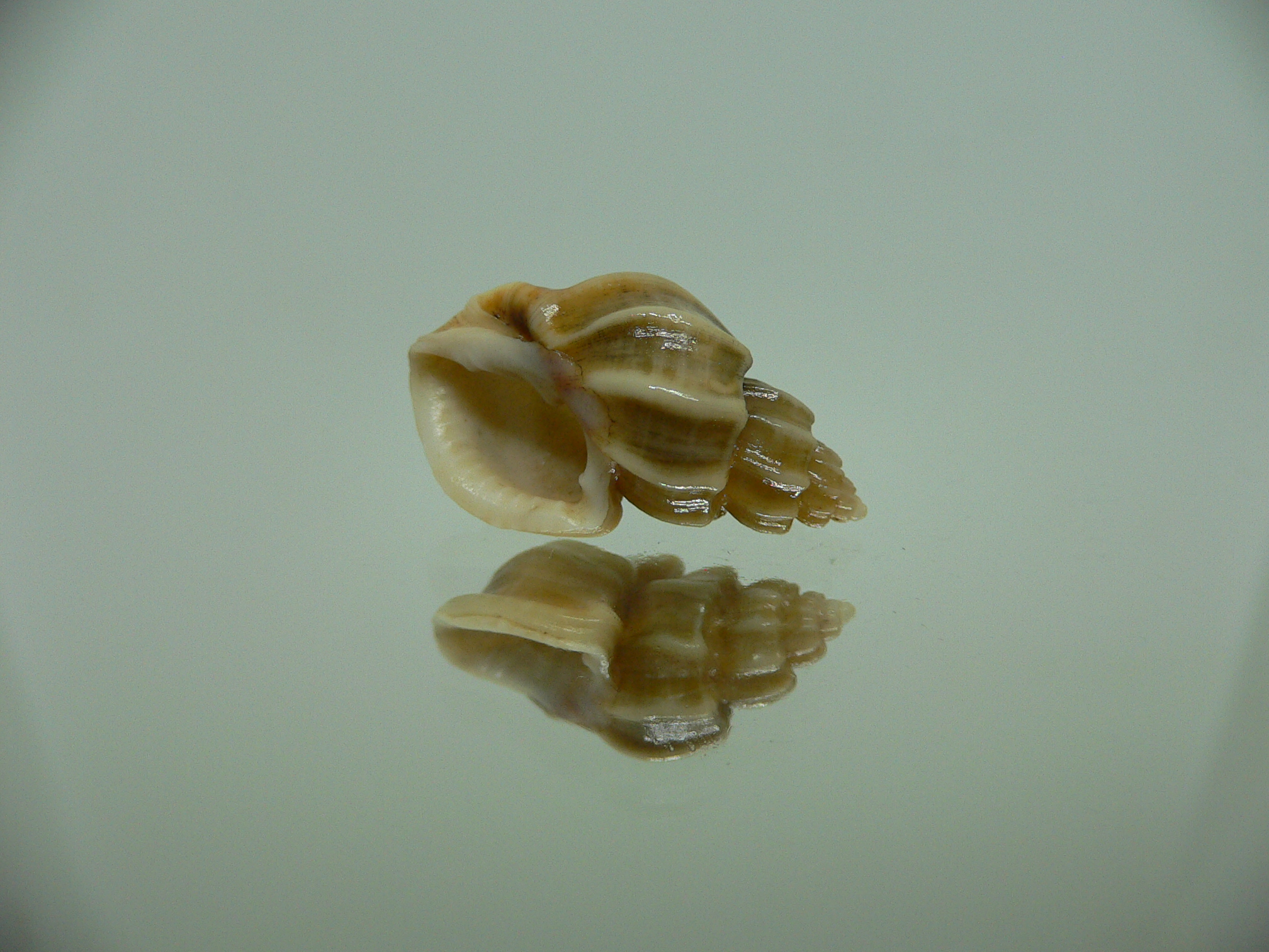Trigonostoma bocageana SUPER & BIG