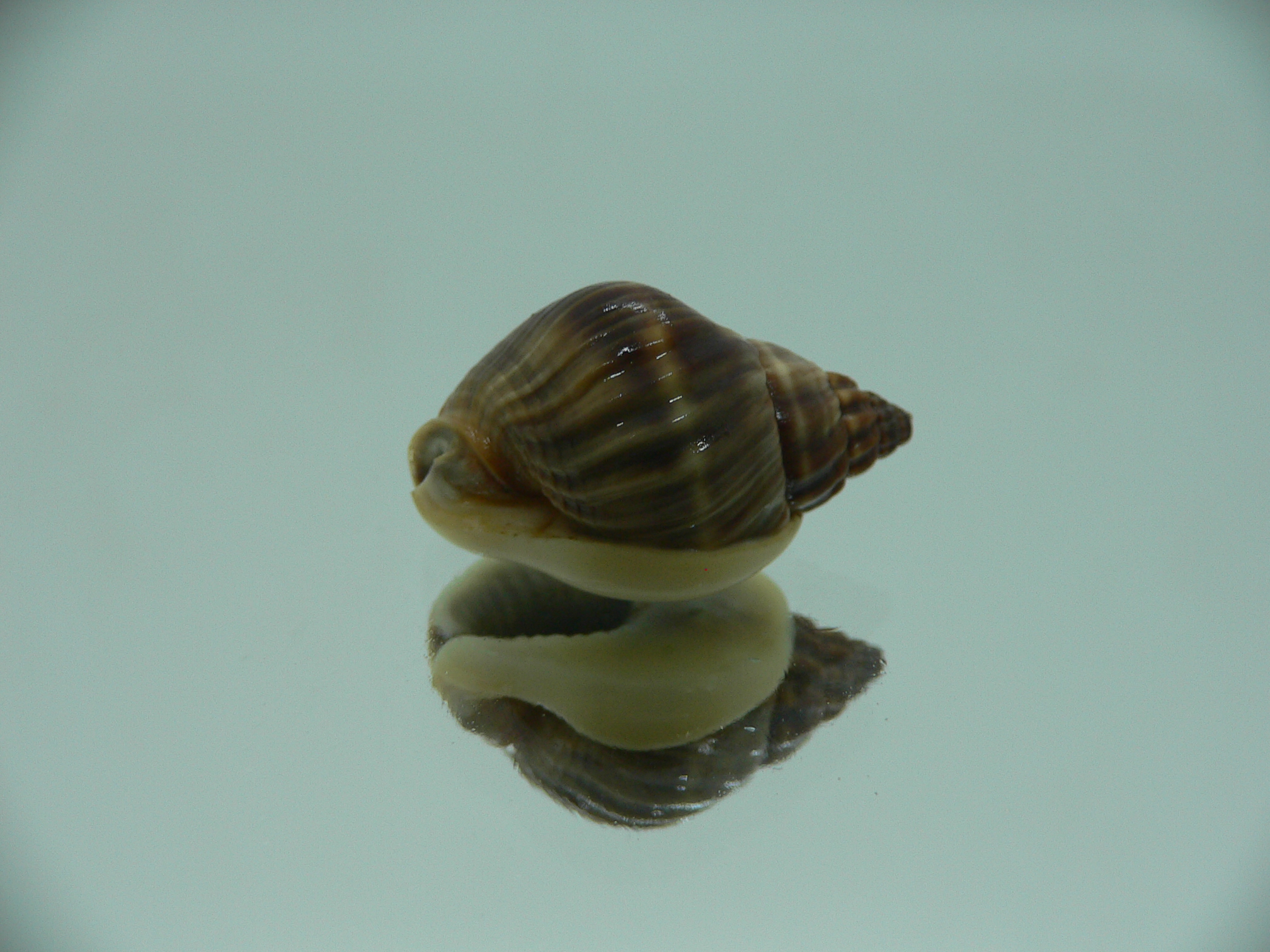 Nassarius bellus GIANT & COLOR