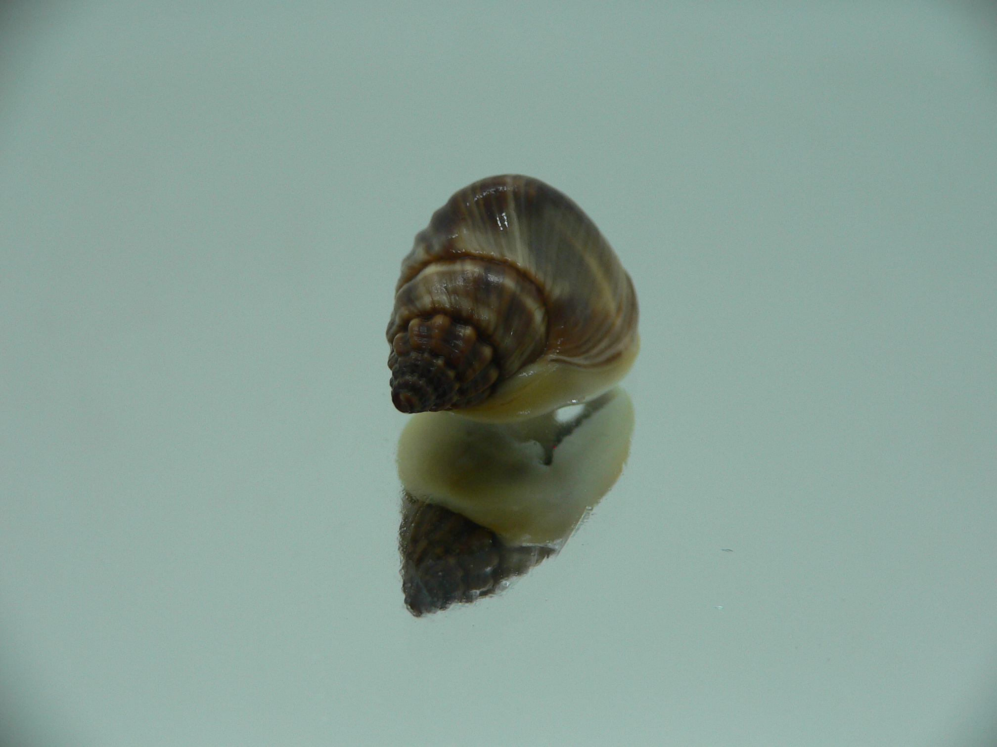 Nassarius bellus GIANT & COLOR