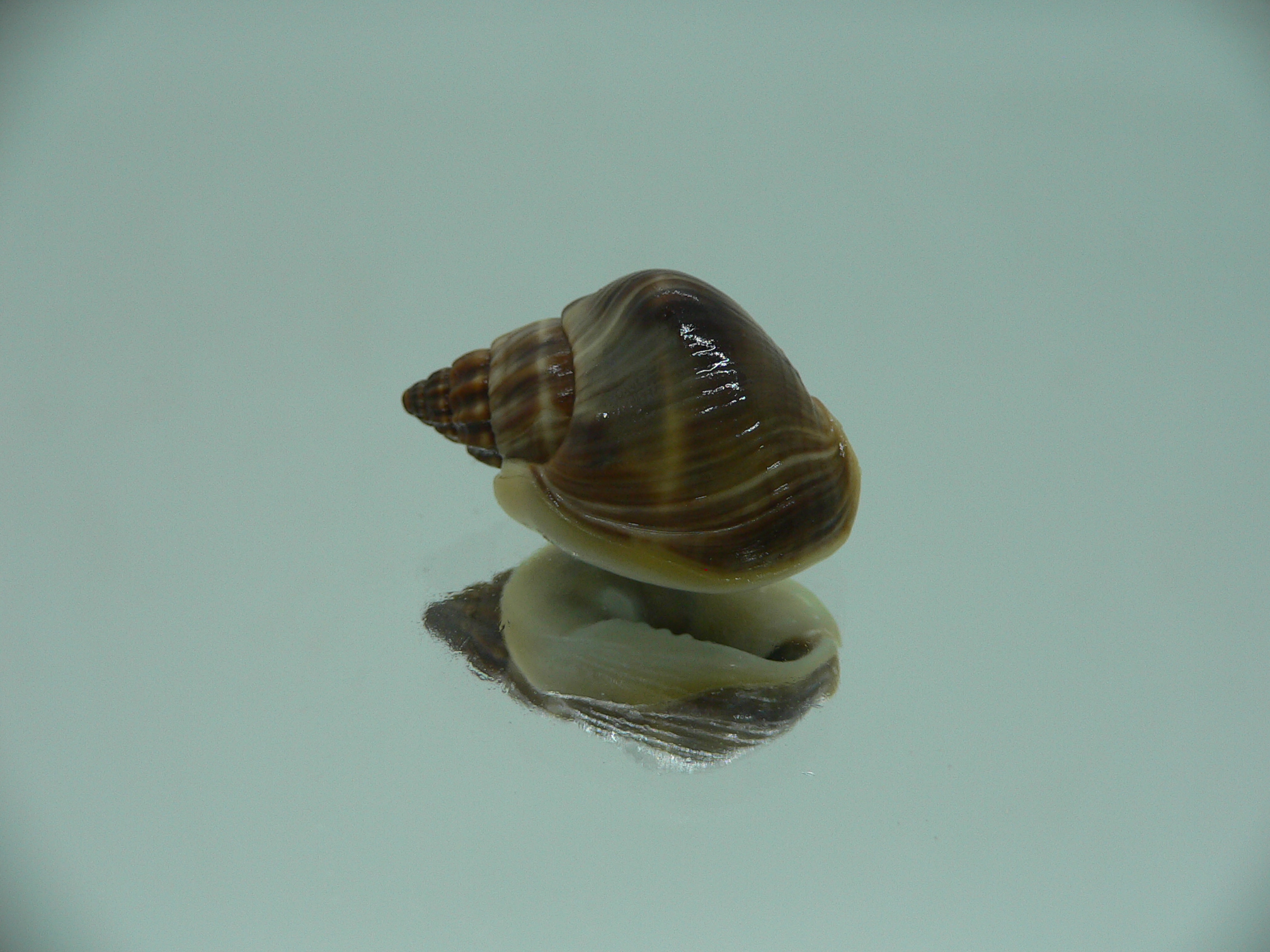 Nassarius bellus GIANT & COLOR
