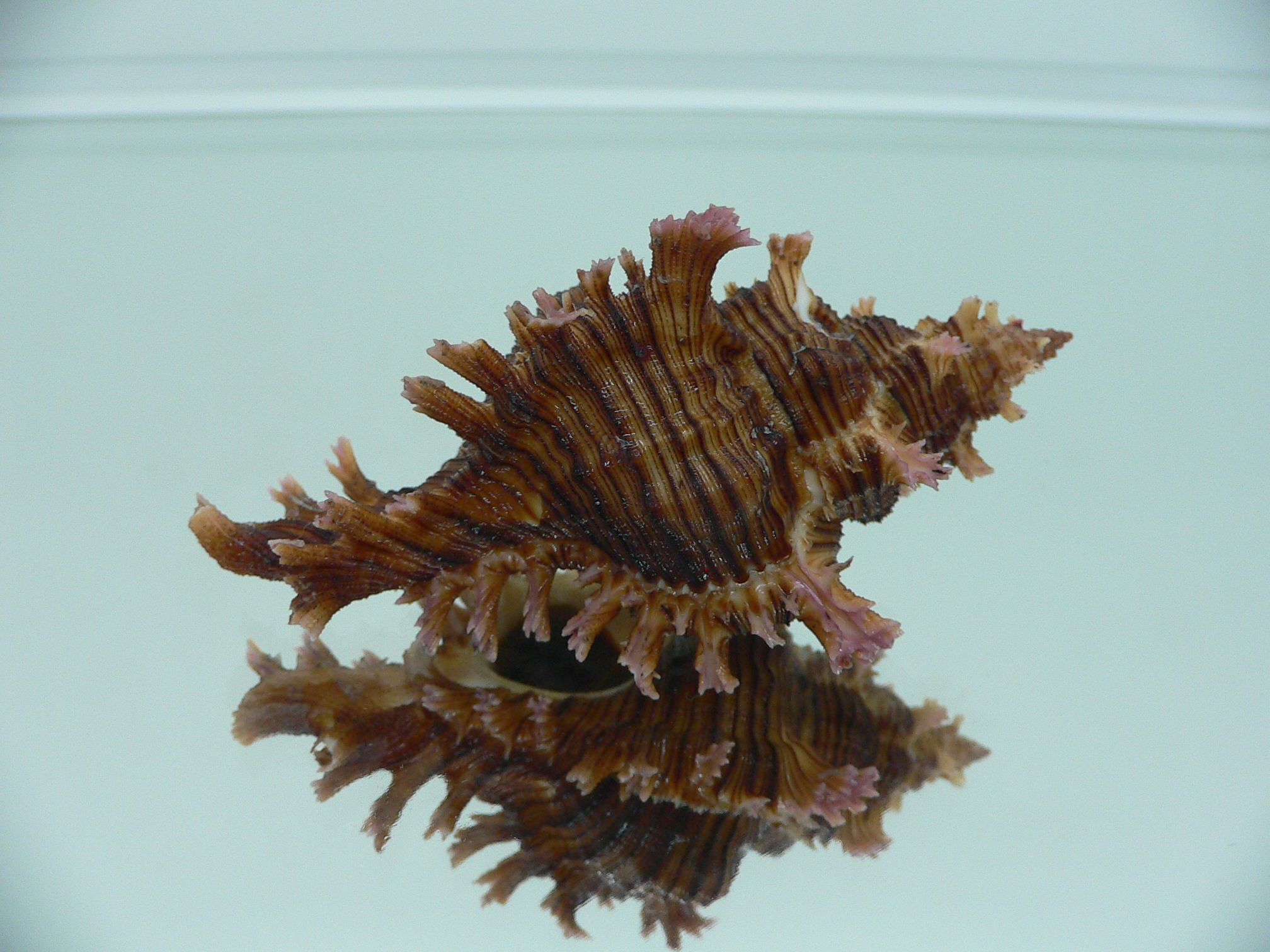 Chicoreus saulii ARISTOCRAT