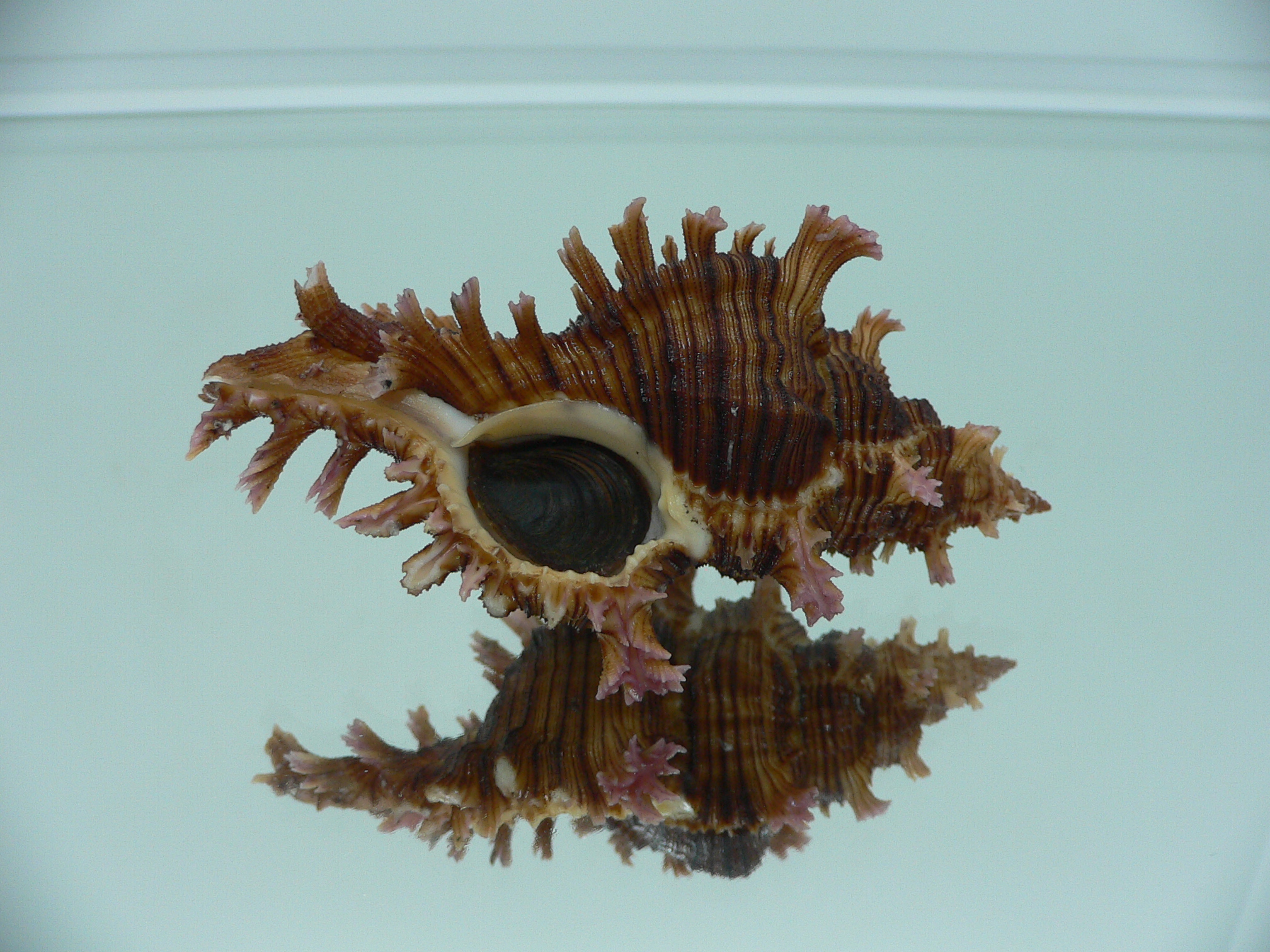 Chicoreus saulii ARISTOCRAT