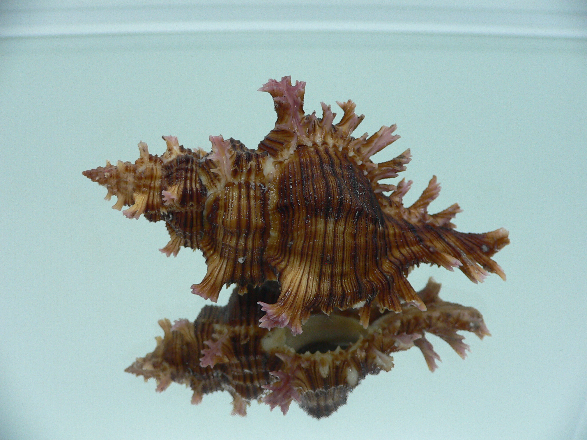 Chicoreus saulii ARISTOCRAT