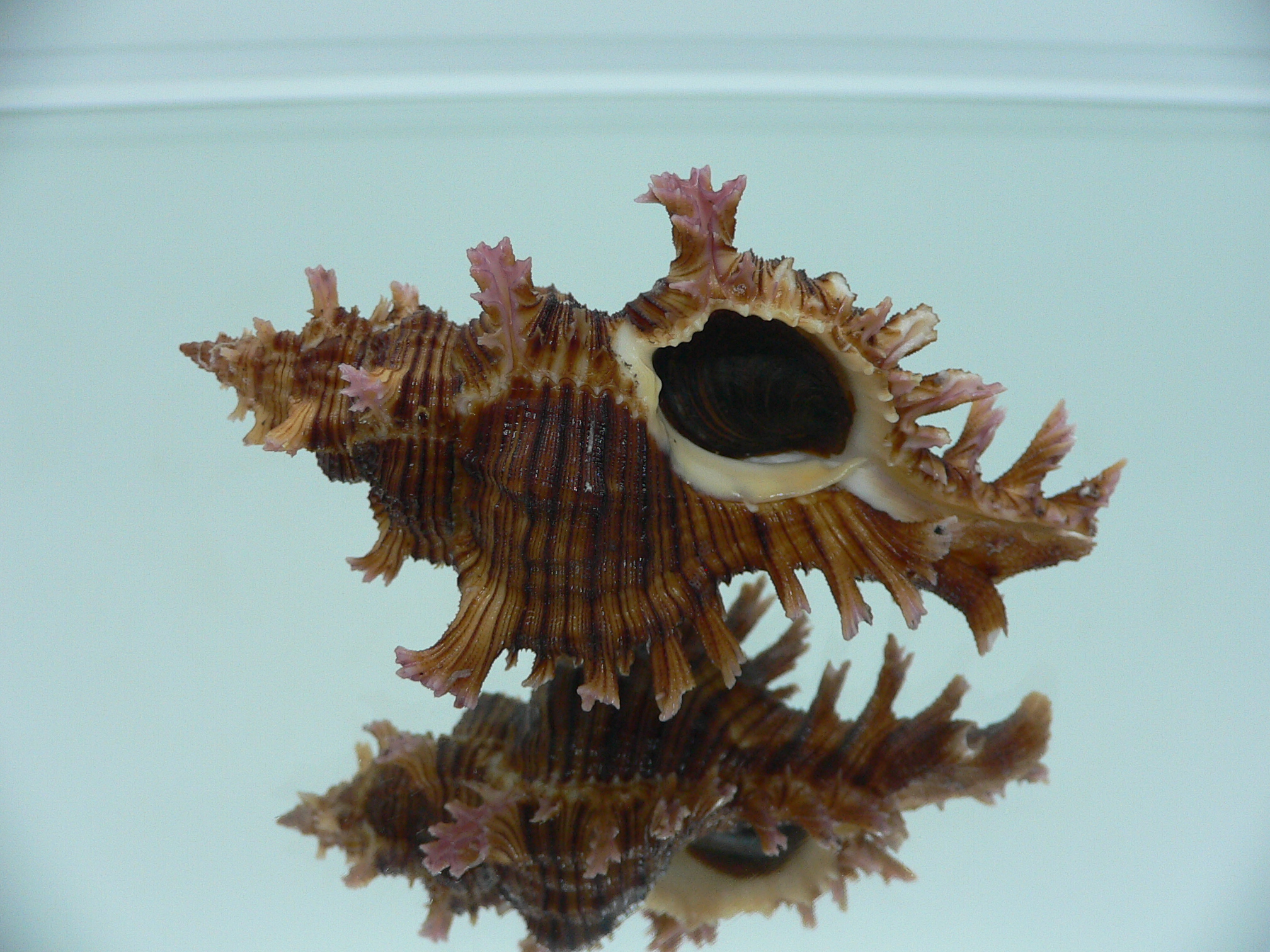 Chicoreus saulii ARISTOCRAT