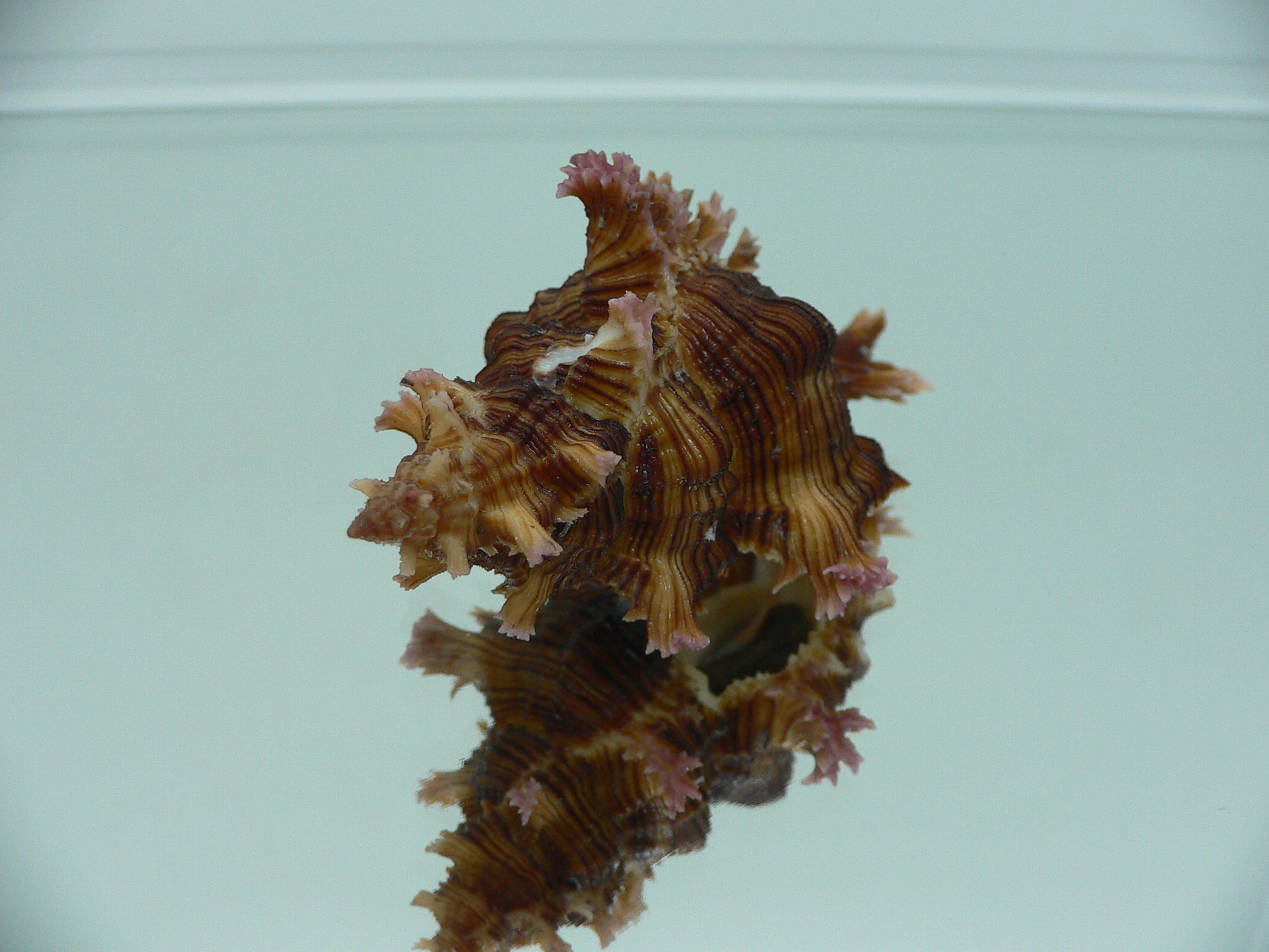 Chicoreus saulii ARISTOCRAT