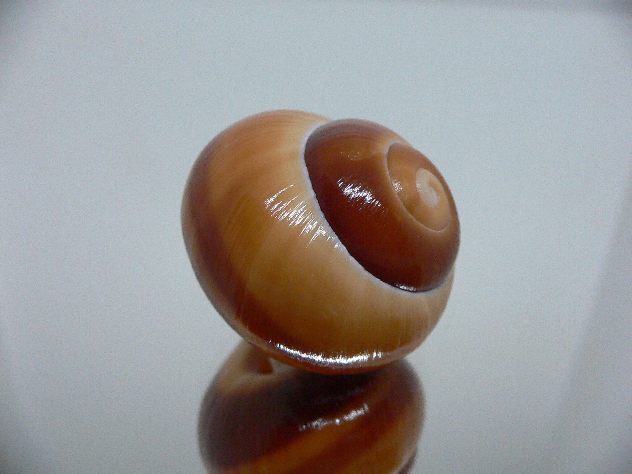 Trachystyla bulbulus IDEAL