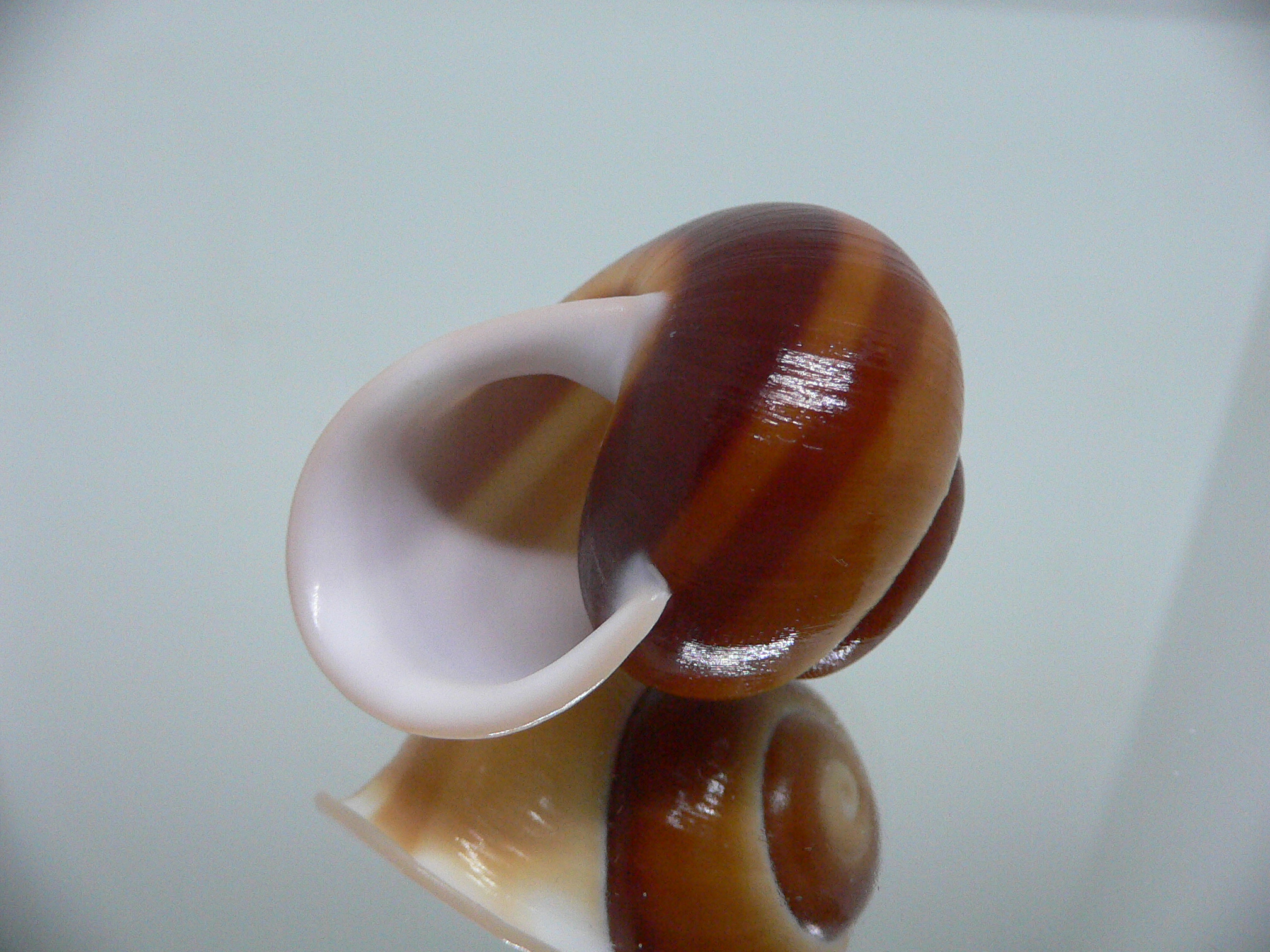 Trachystyla bulbulus IDEAL