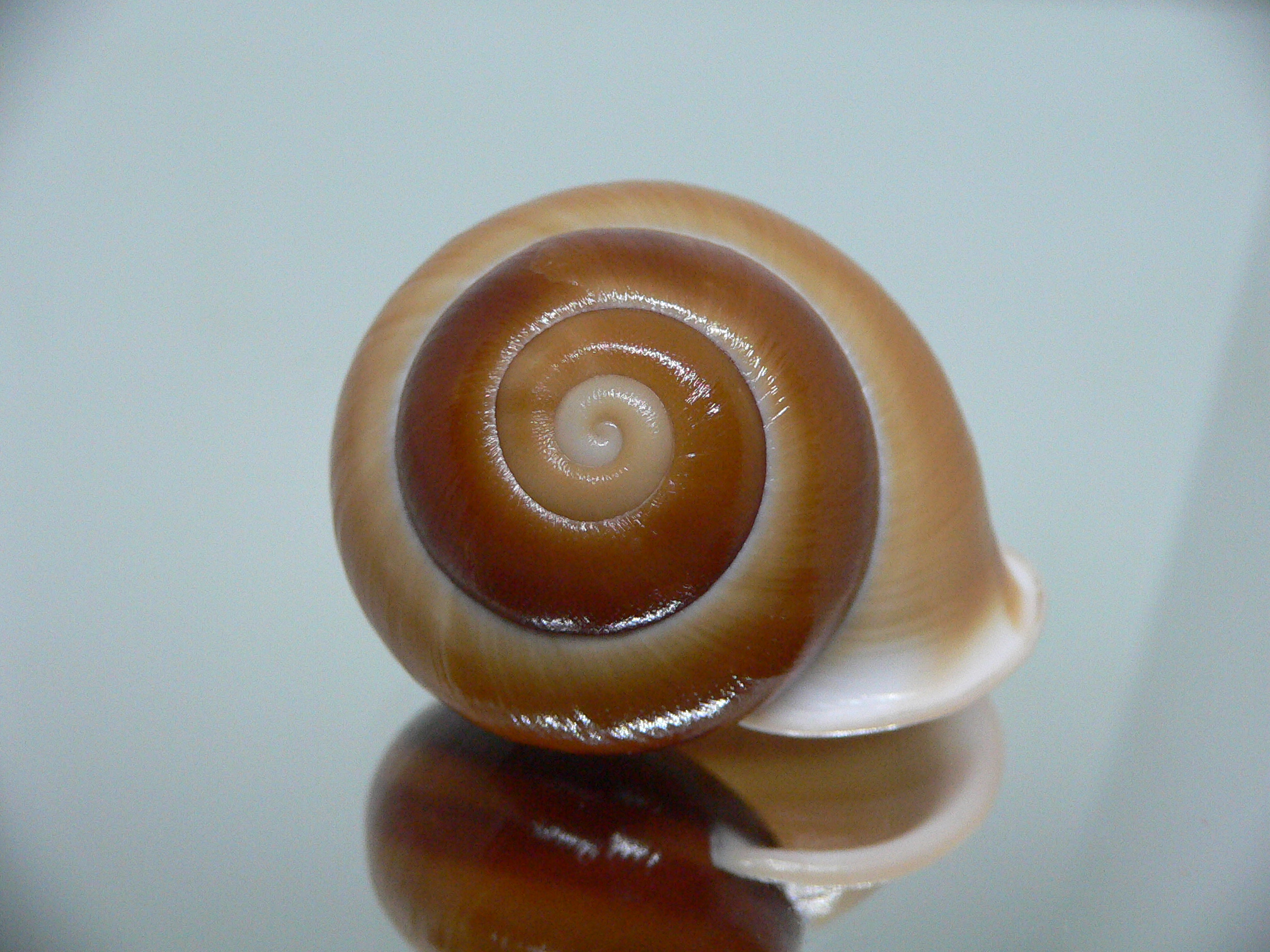 Trachystyla bulbulus IDEAL