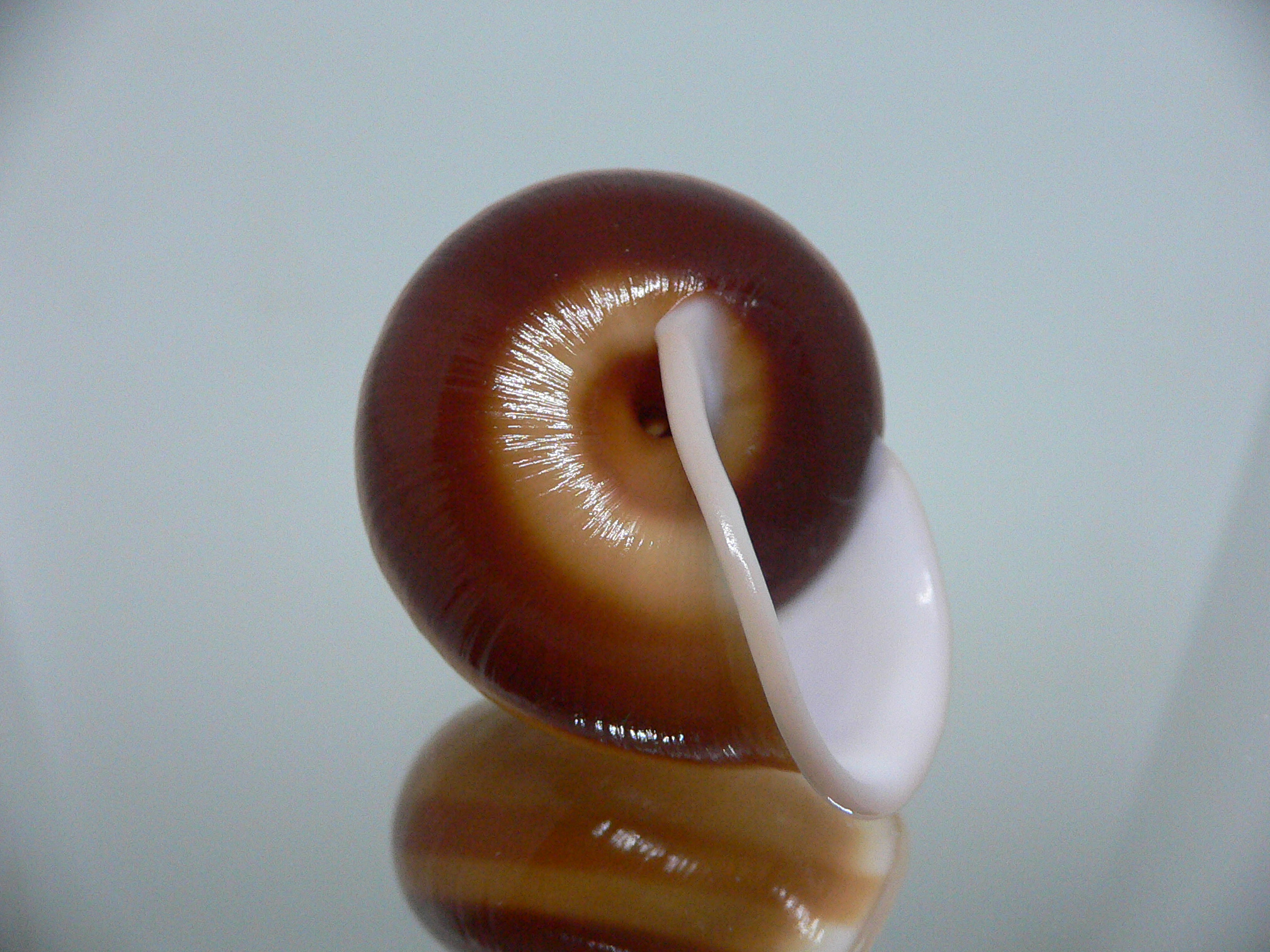 Trachystyla bulbulus IDEAL