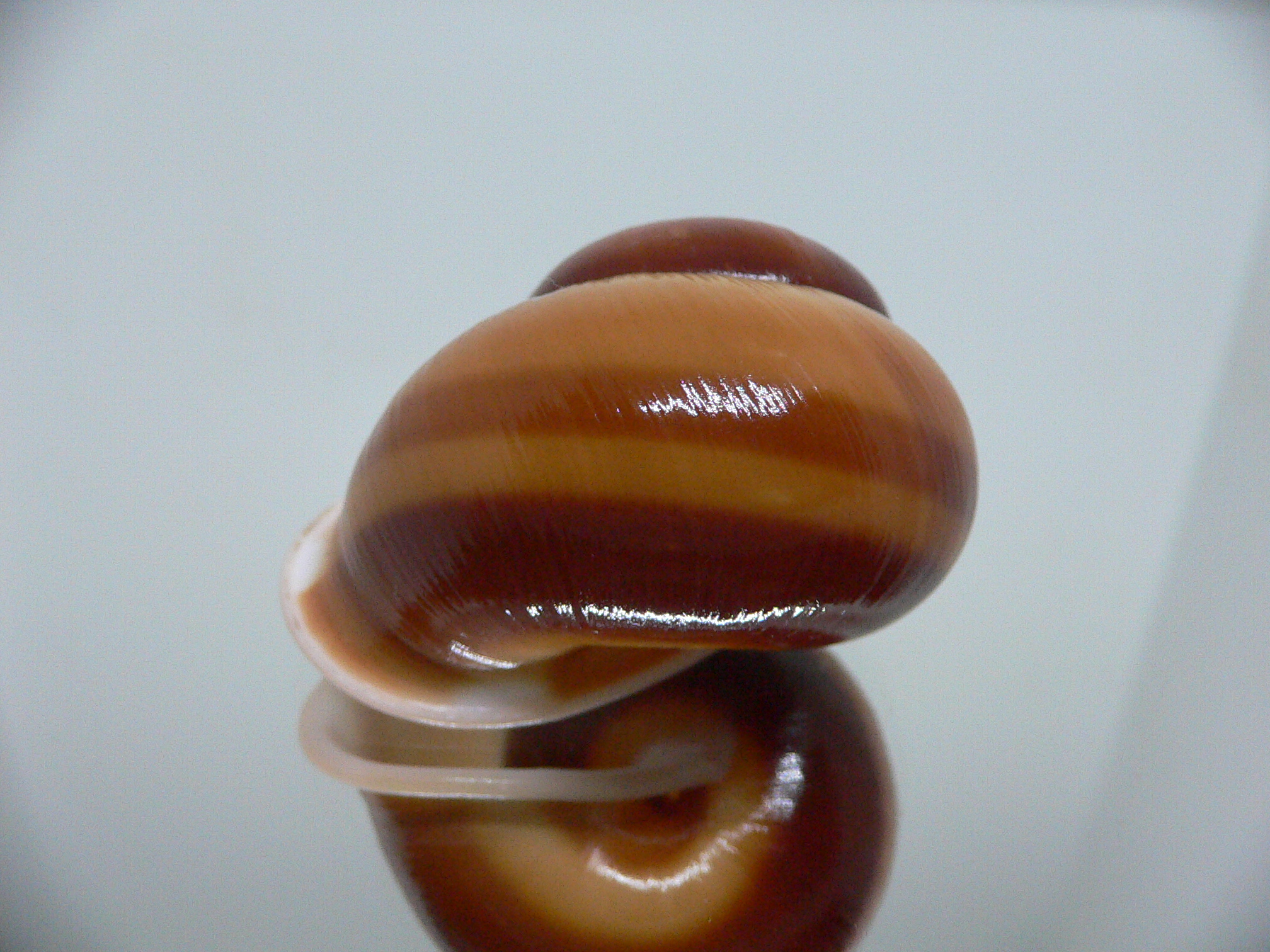 Trachystyla bulbulus IDEAL