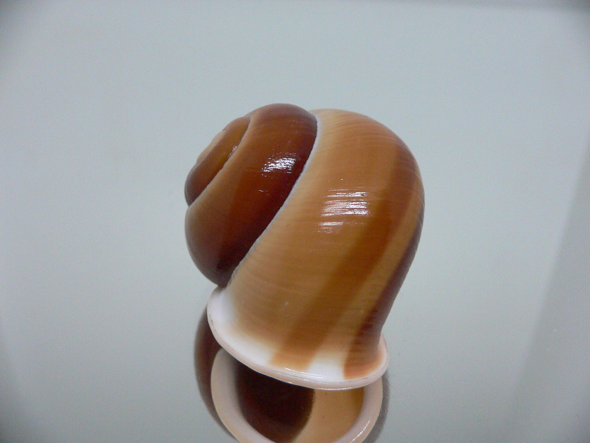 Trachystyla bulbulus IDEAL