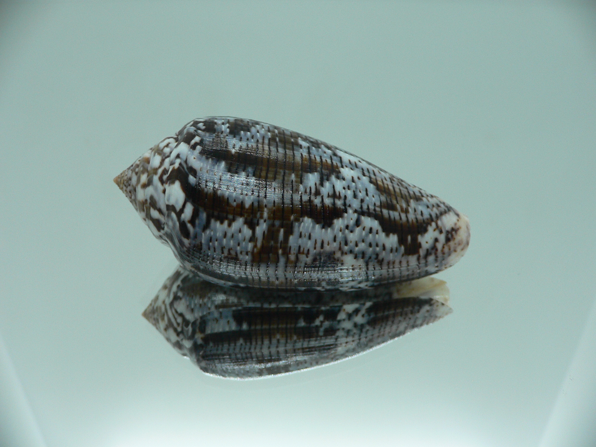 Conus achatinus SUPER COLOR