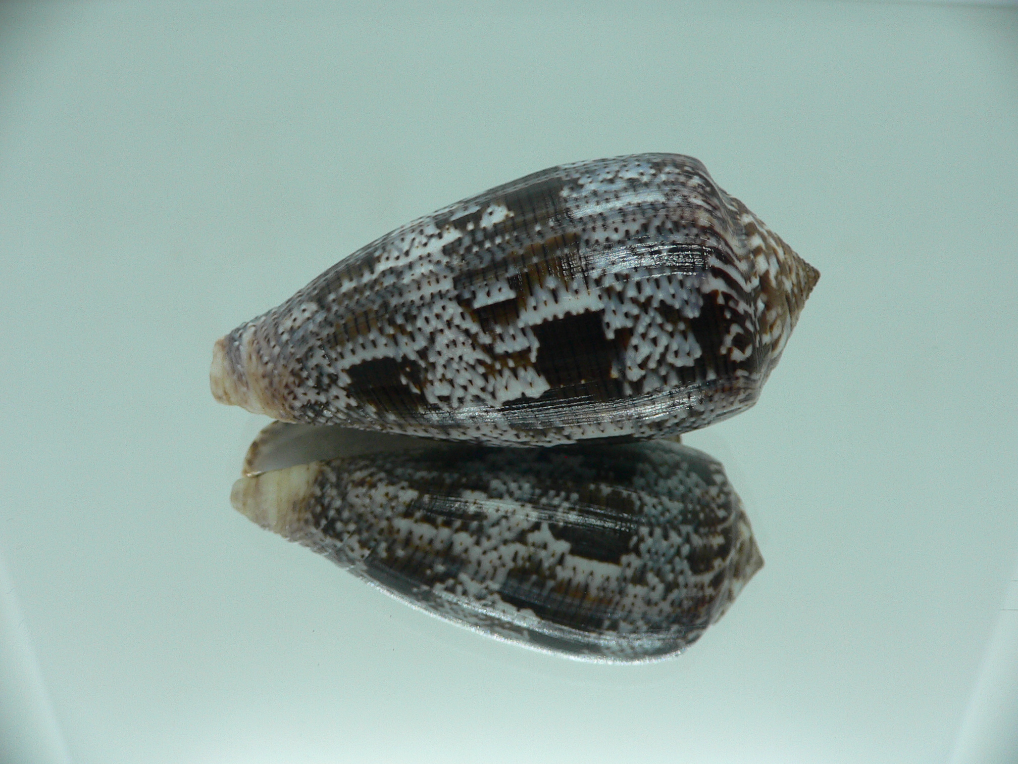 Conus achatinus SUPER COLOR