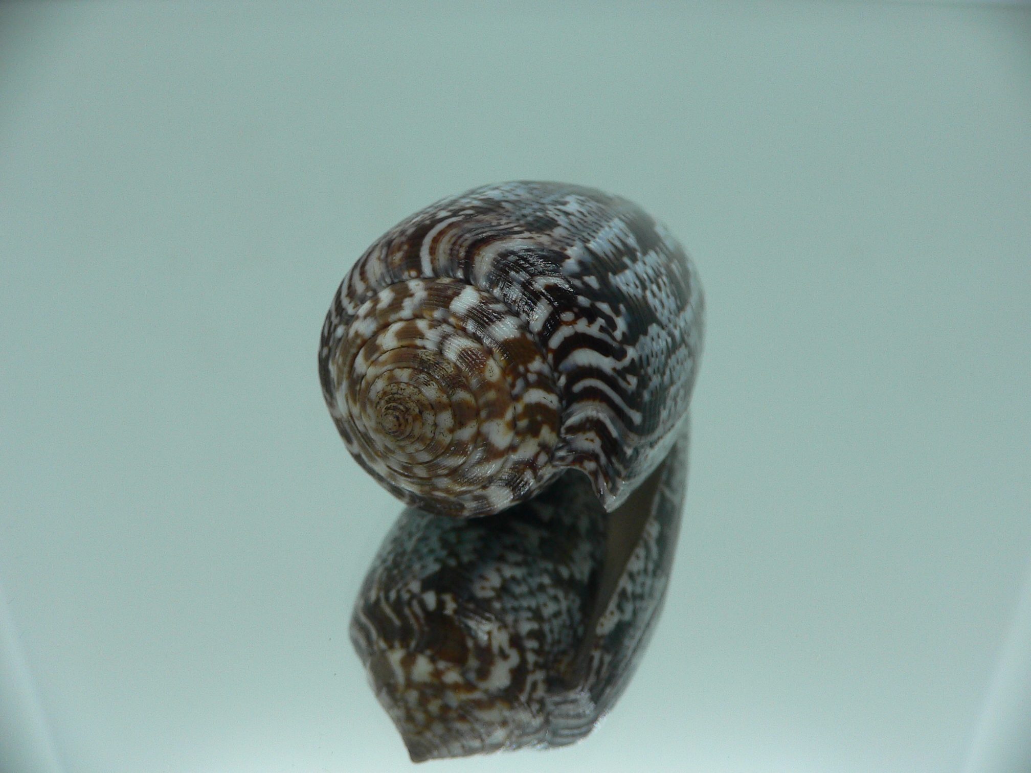 Conus achatinus SUPER COLOR